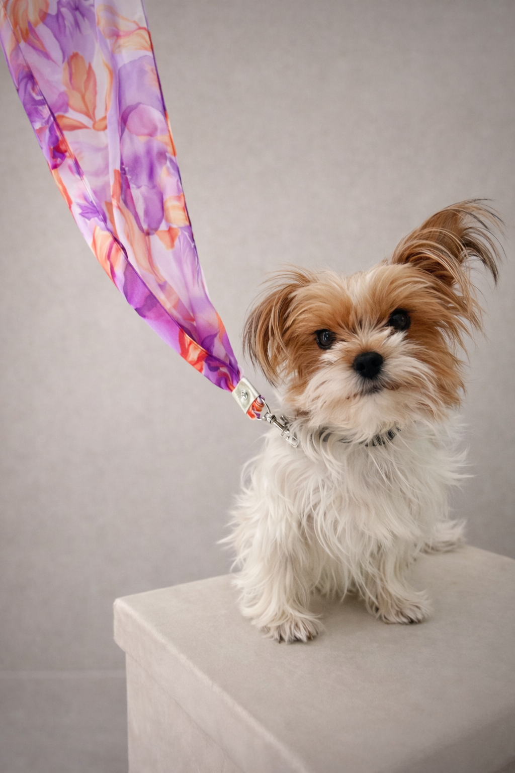 Chateau Dahlia   No. 103