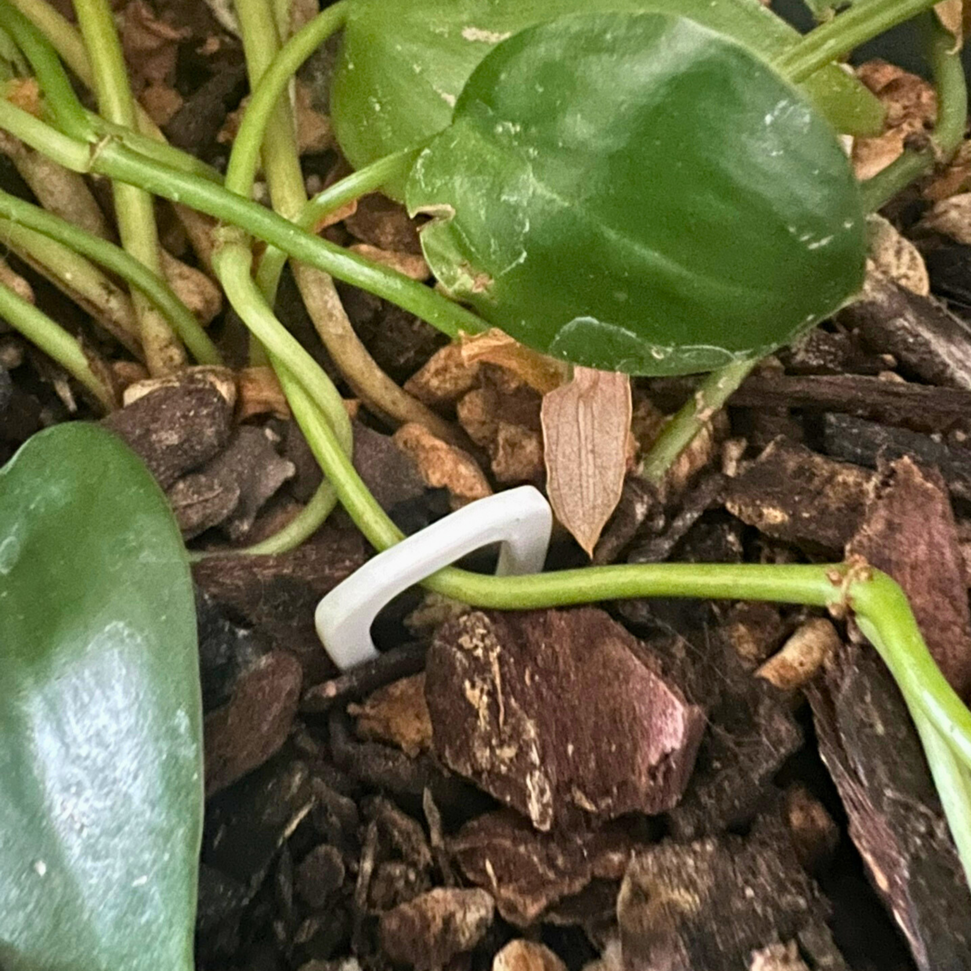 Propagation Pins with Teeth for Vining Plants, Moss Pole Clips, Simple Plant Stakes, Rooting Hooks for Node Propagation, Plant Accessories