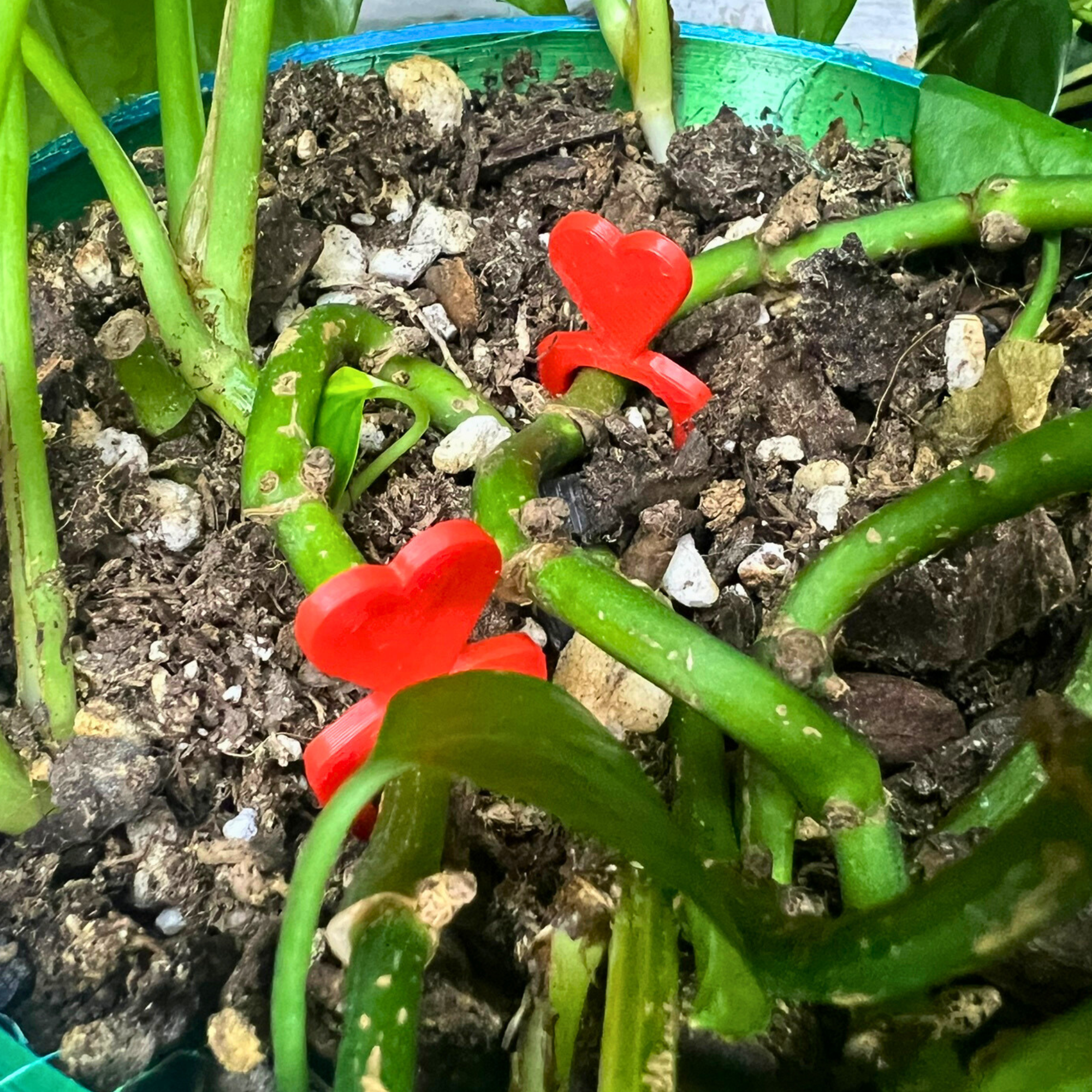 Propagation Pins for Vining Plants, Heart Shaped Plant Stake, Cute Stem Holders for Plant Cuttings, Planting Fork for Securing Plant Stem