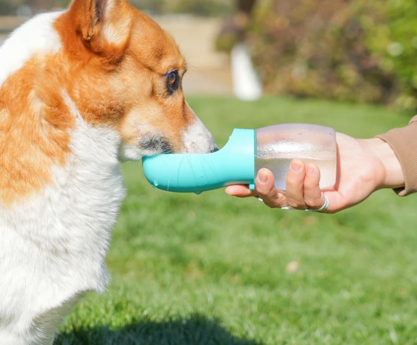 Portable Water Bottle