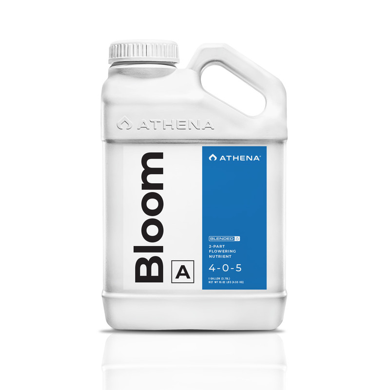 Bloom A 
