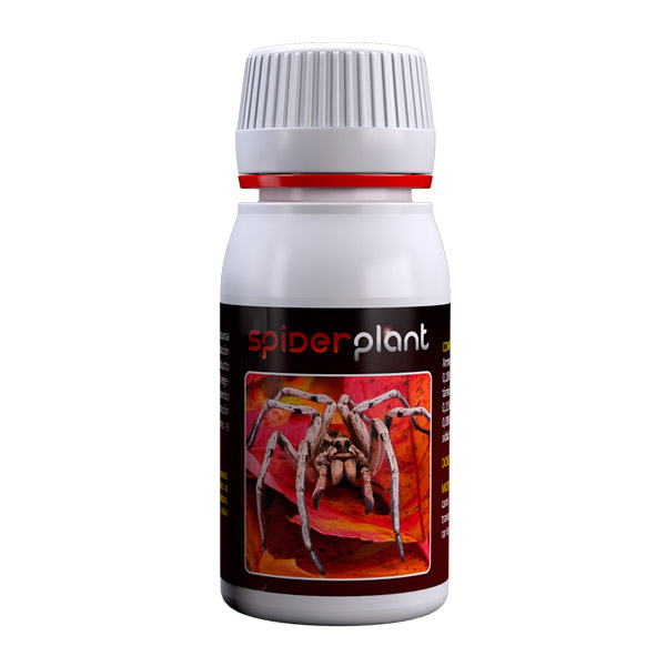 	Spider Planta 60 ML