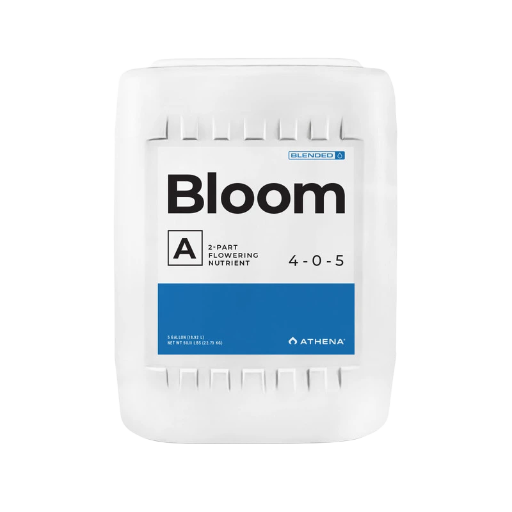 Bloom A 