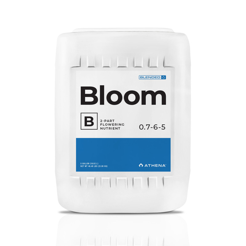 Bloom B 