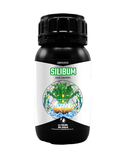 	Silibum 