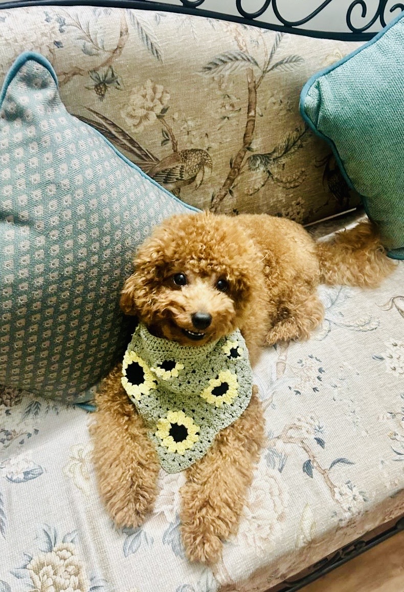 Sunflower Dog Scarf ๐ถ๐ป