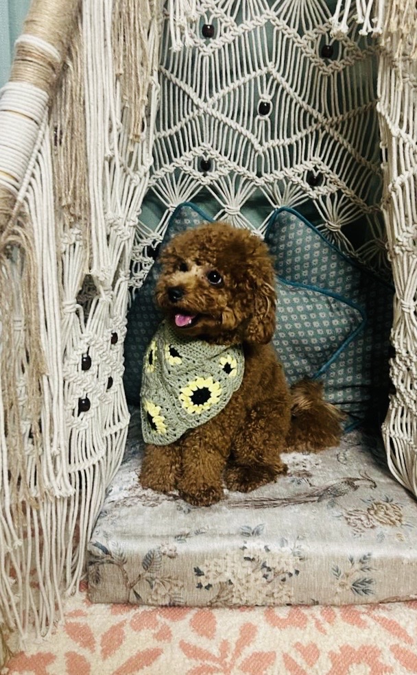 Sunflower Dog Scarf 🐶🌻