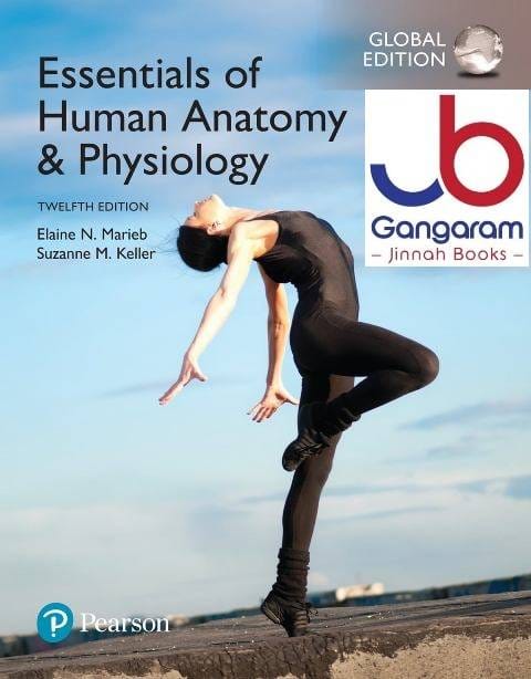 Essentials of Human Anatomy & Physiology (Twelfth Edition)