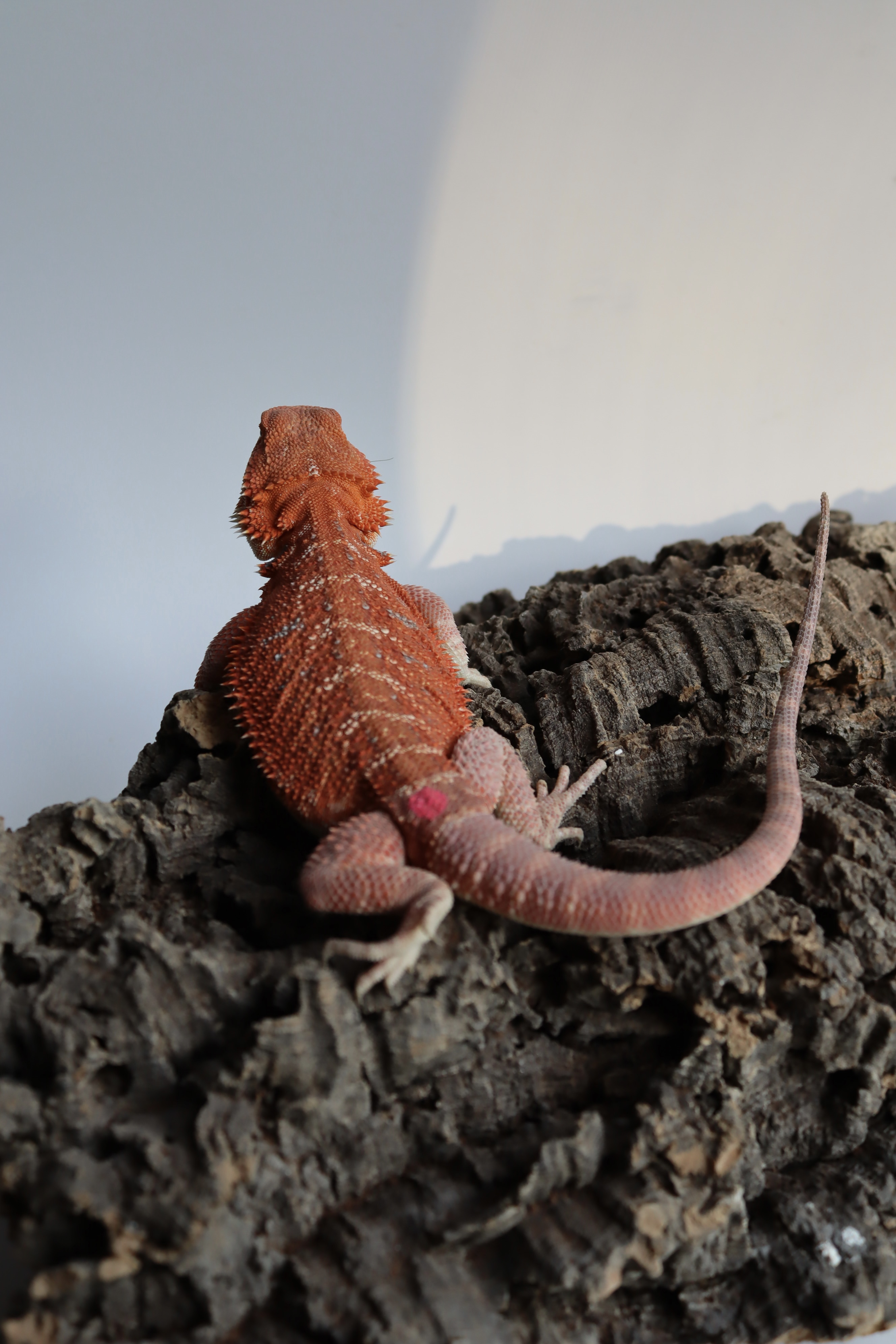 3. Female Hypo Het Trans Red Monster/Belgium Red