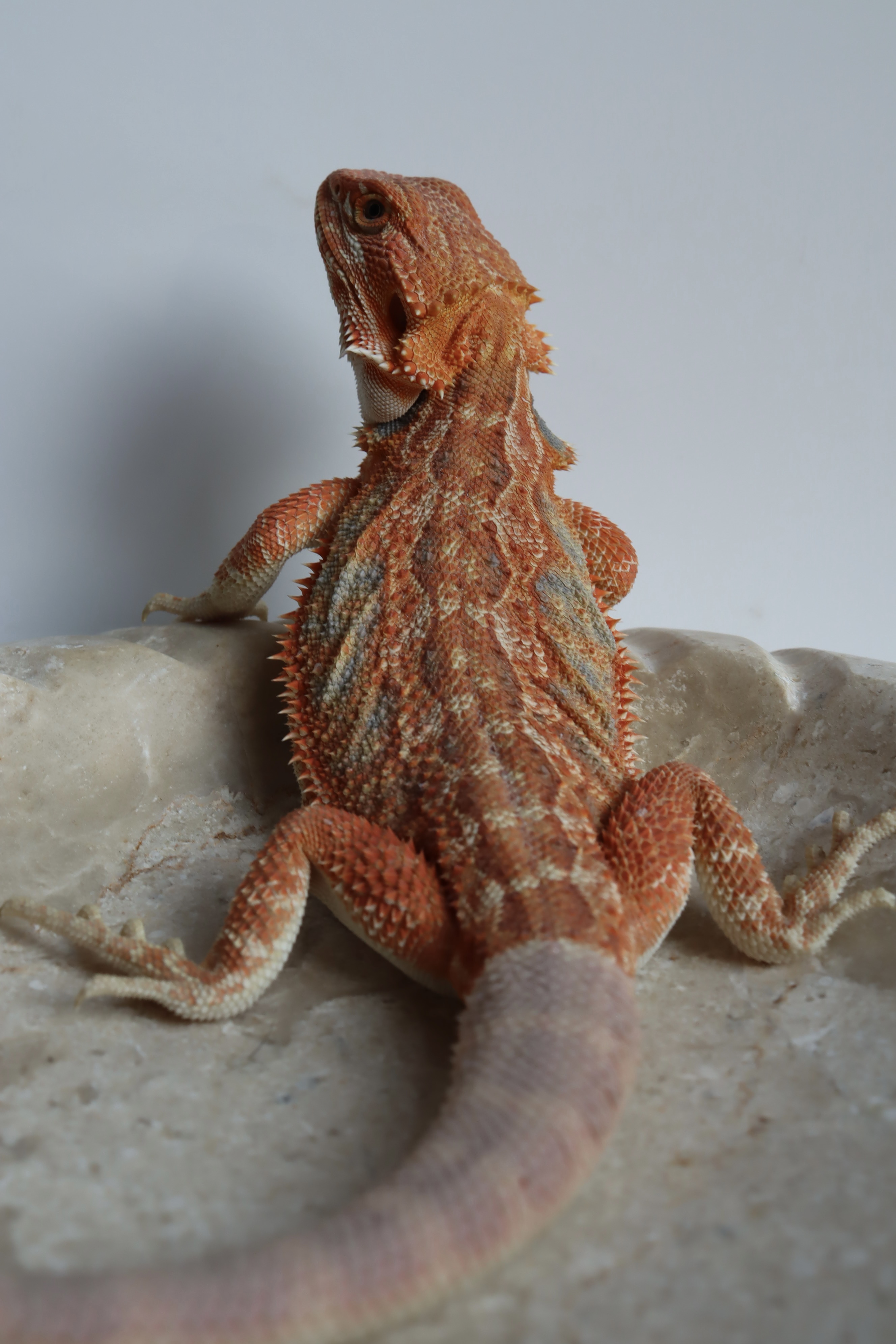10. Male Hypo Het Trans Citrus/Belgium Red