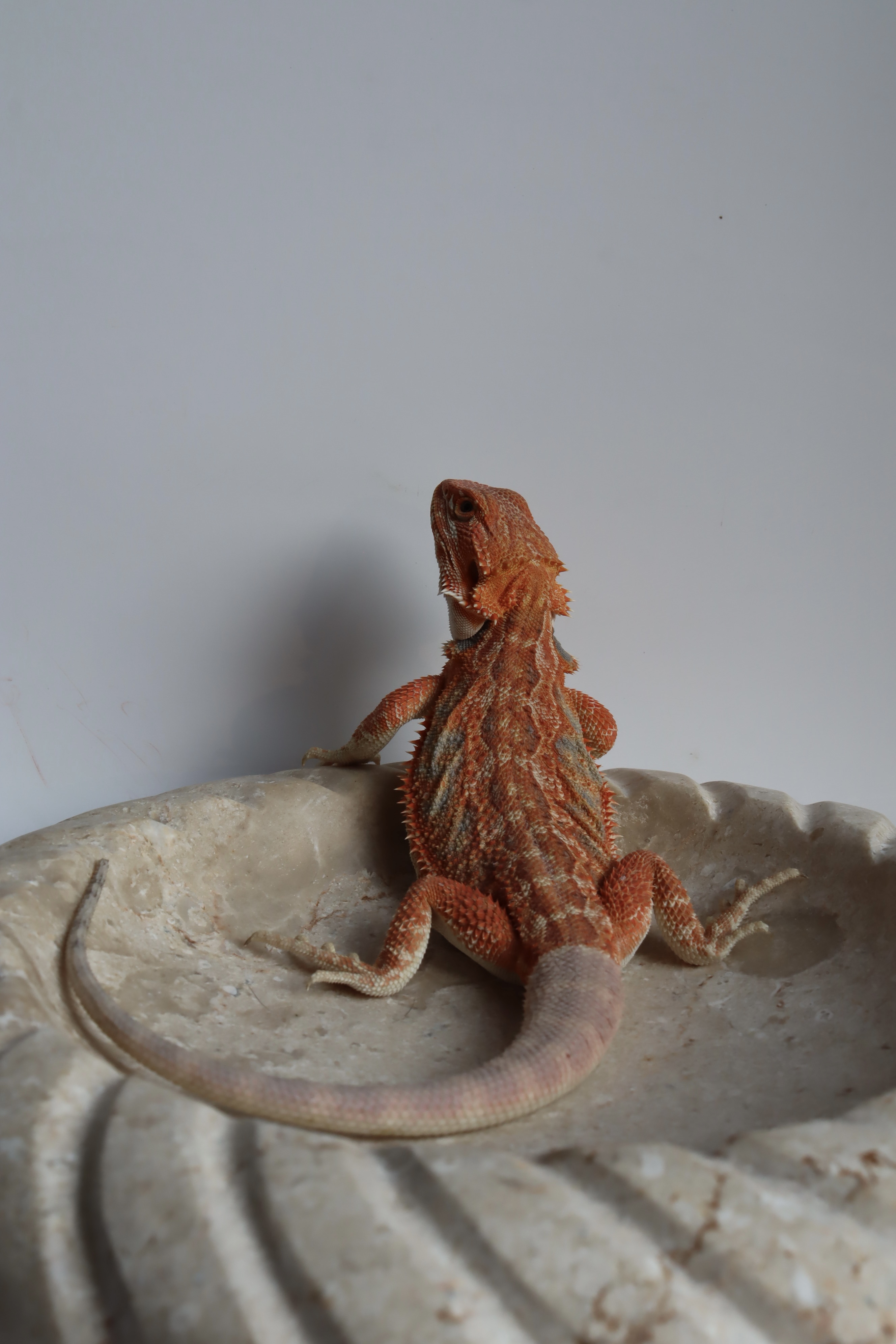 10. Male Hypo Het Trans Citrus/Belgium Red