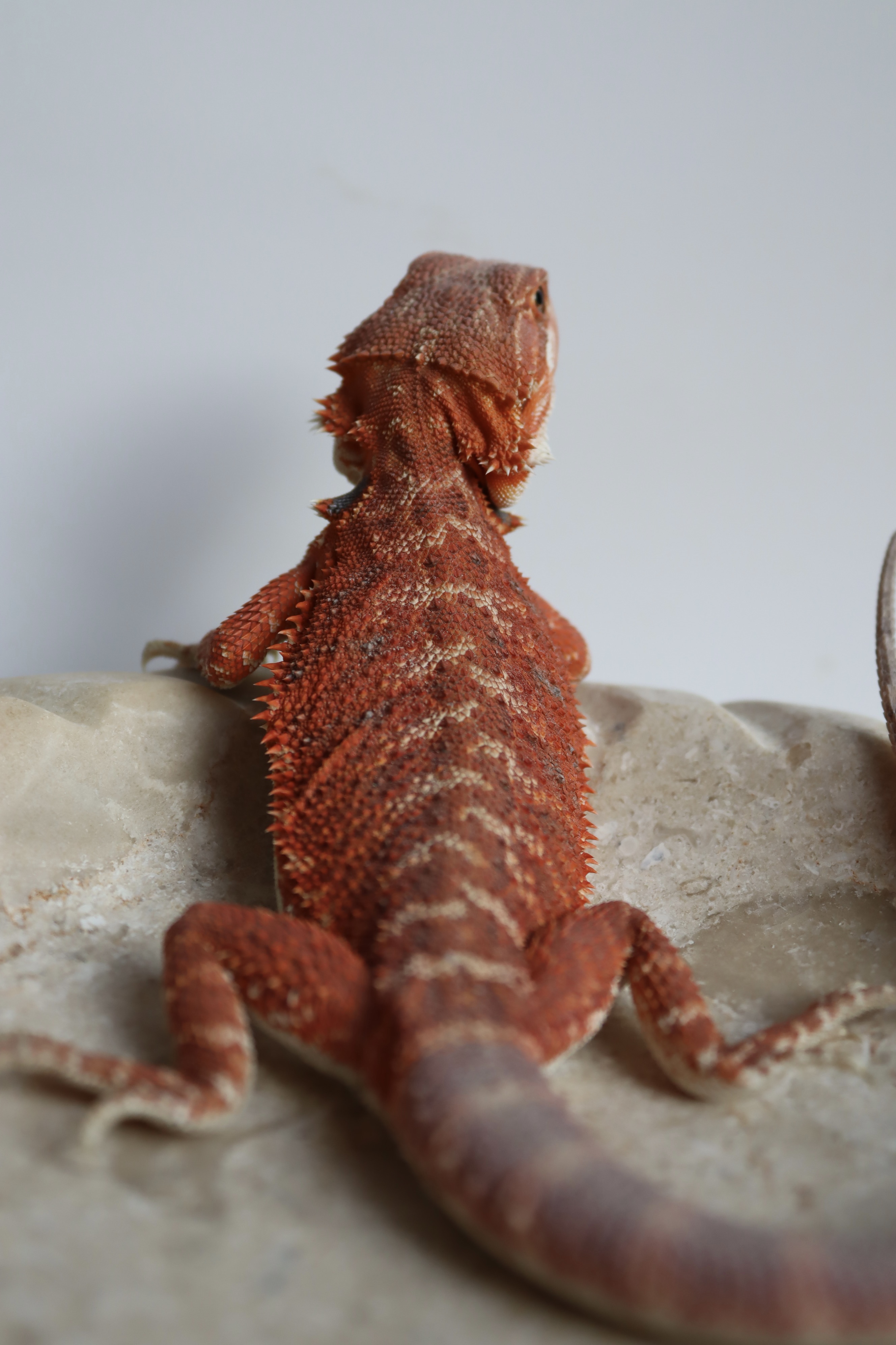 16. Male Hypo Het Trans Red Monster/Belgium Red