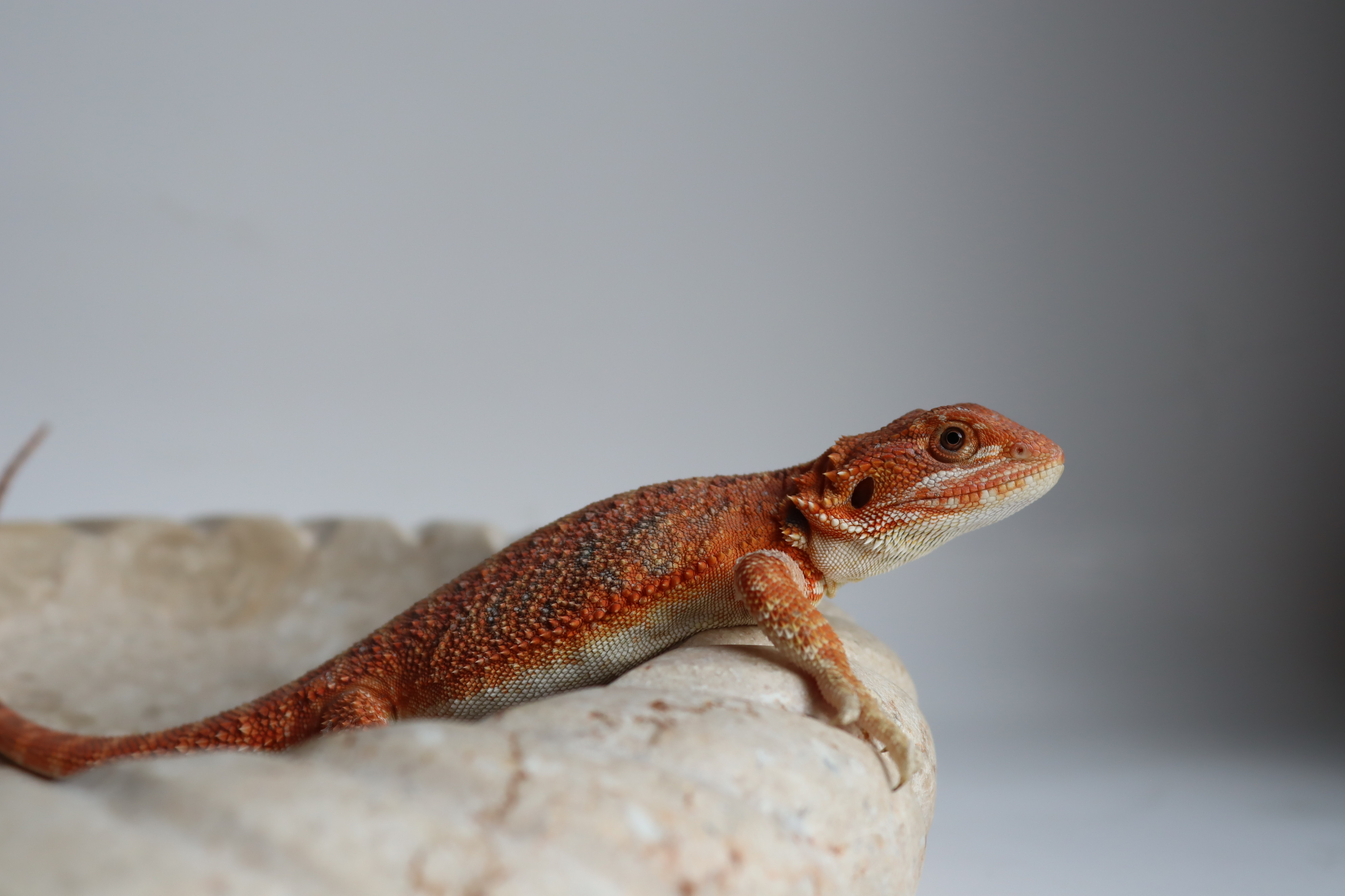 13. Male Hypo Het Trans Citrus/Belgium Red