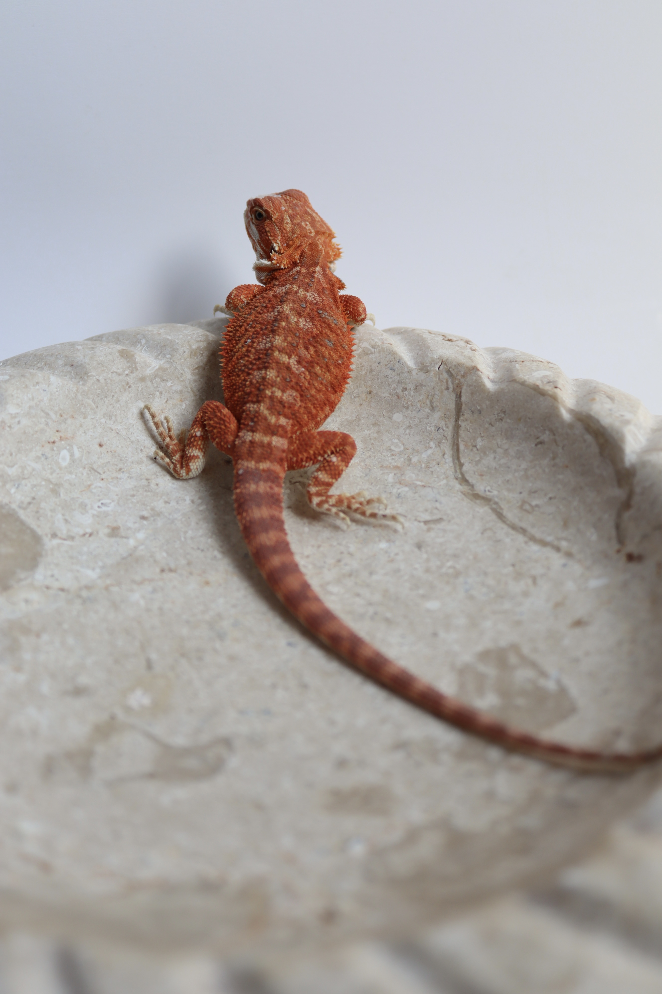28. Female Hypo Het Trans Red Monster