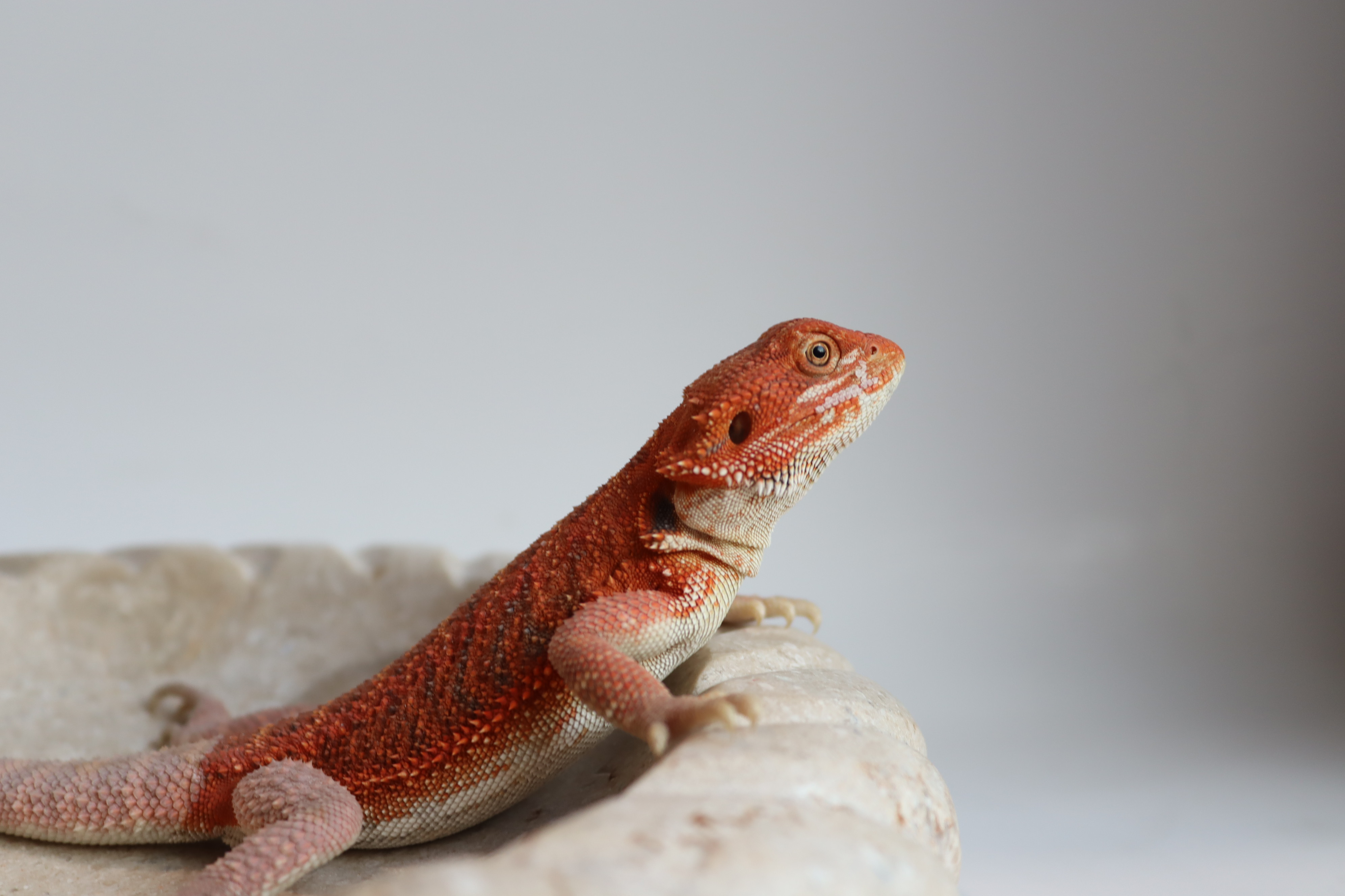 25. Male Hypo Het Trans Red Monster/Belgium Red