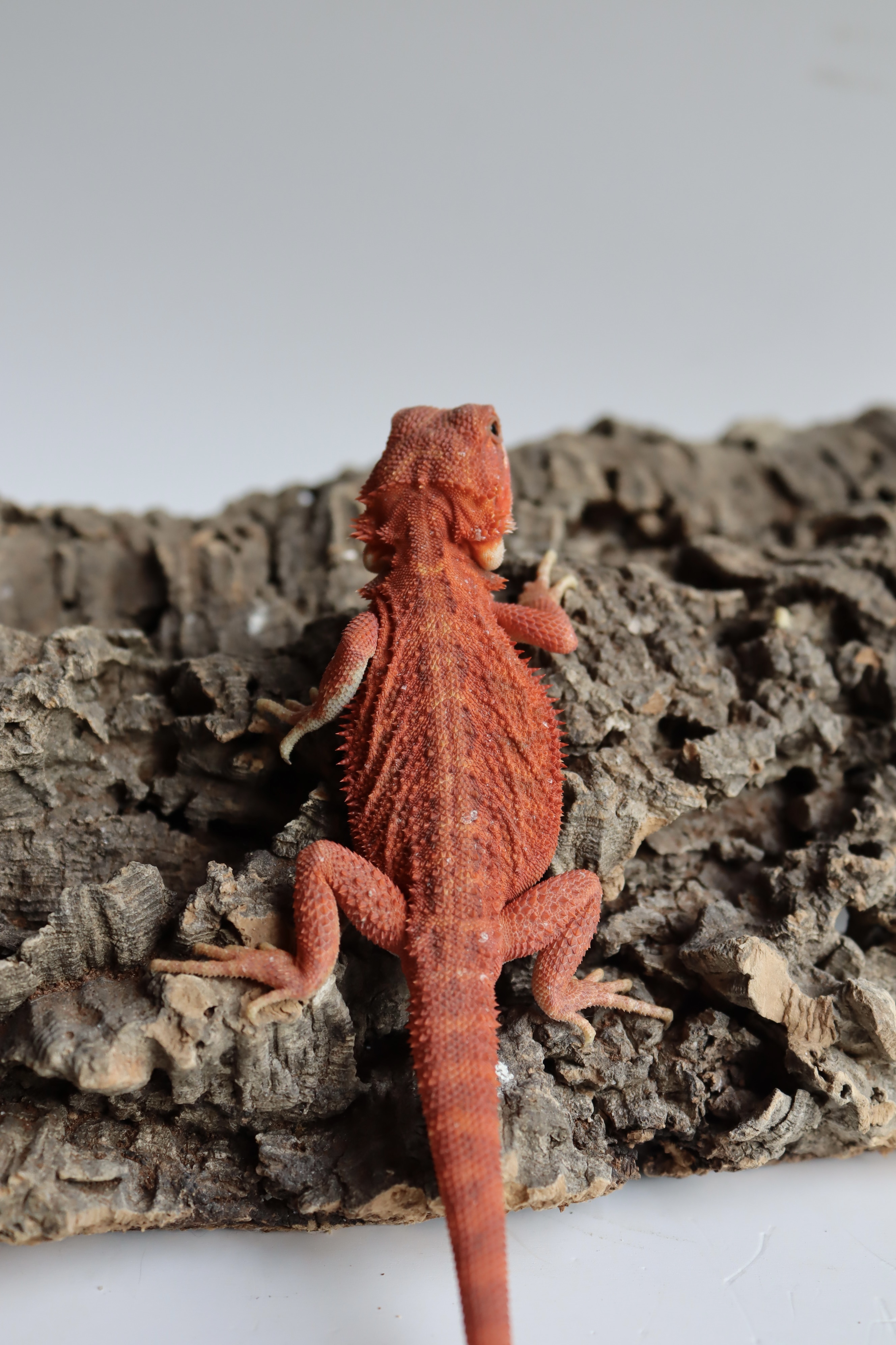 4. Female Hypo Trans Red Monster
