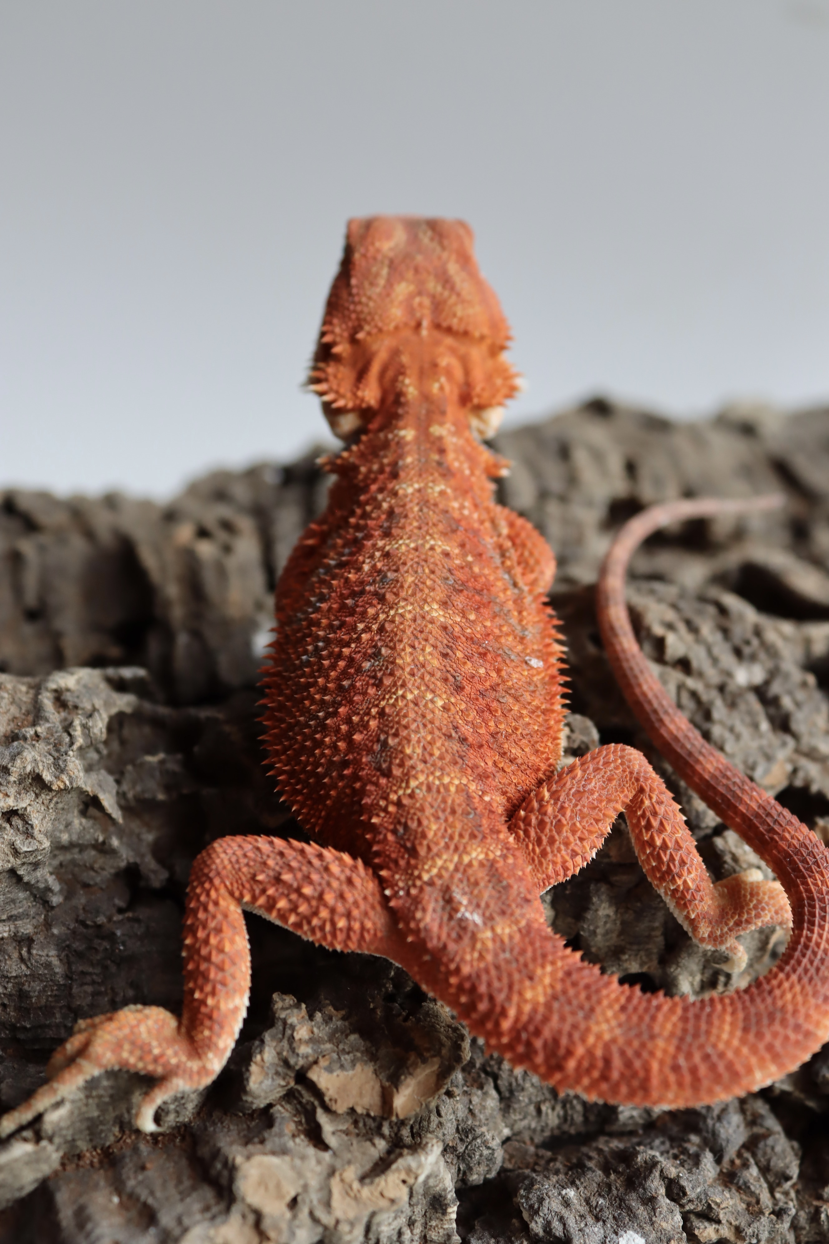 9. Male Hypo Het Trans Red Monster