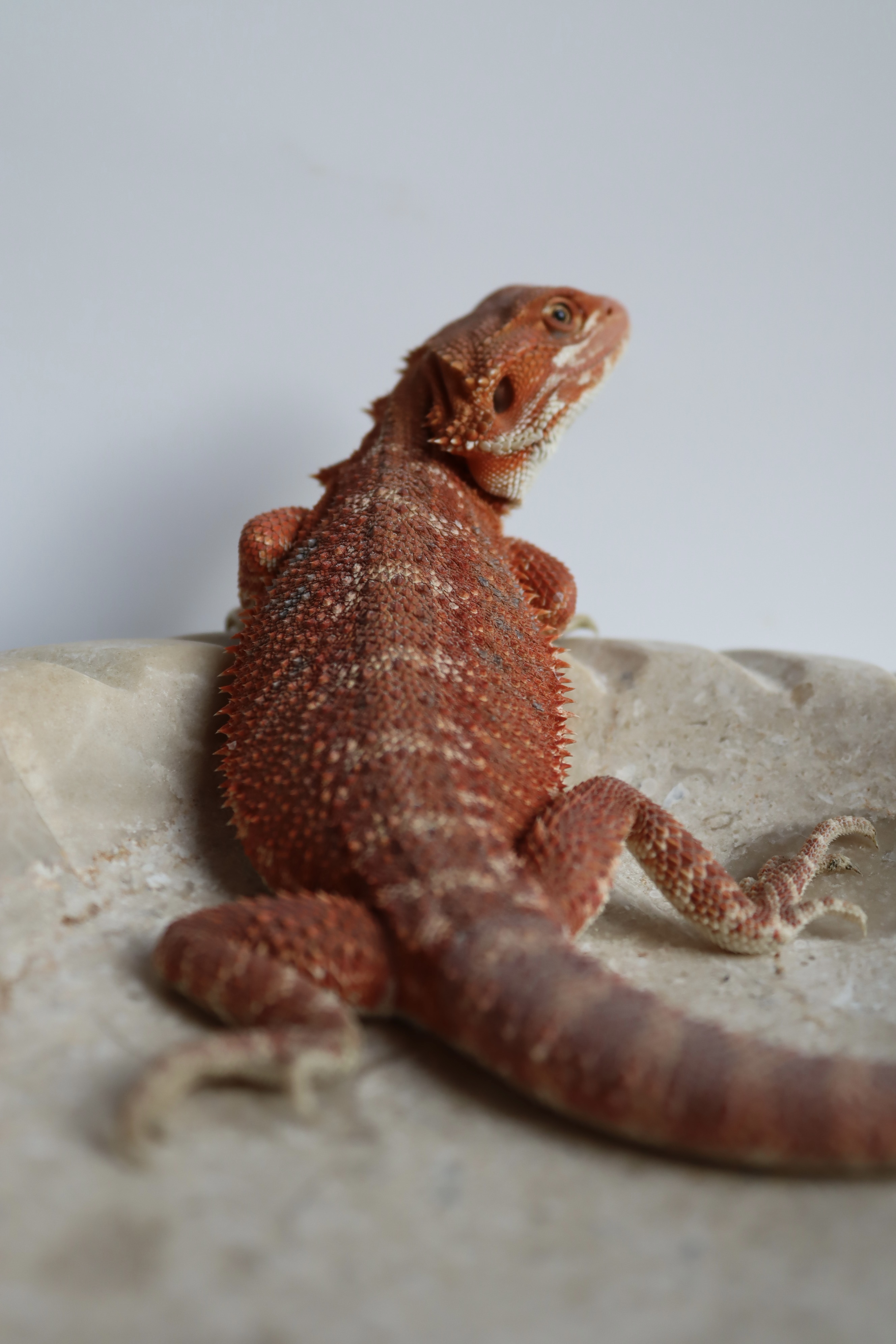 15. Male Hypo Het Trans Red Monster/Belgium Red