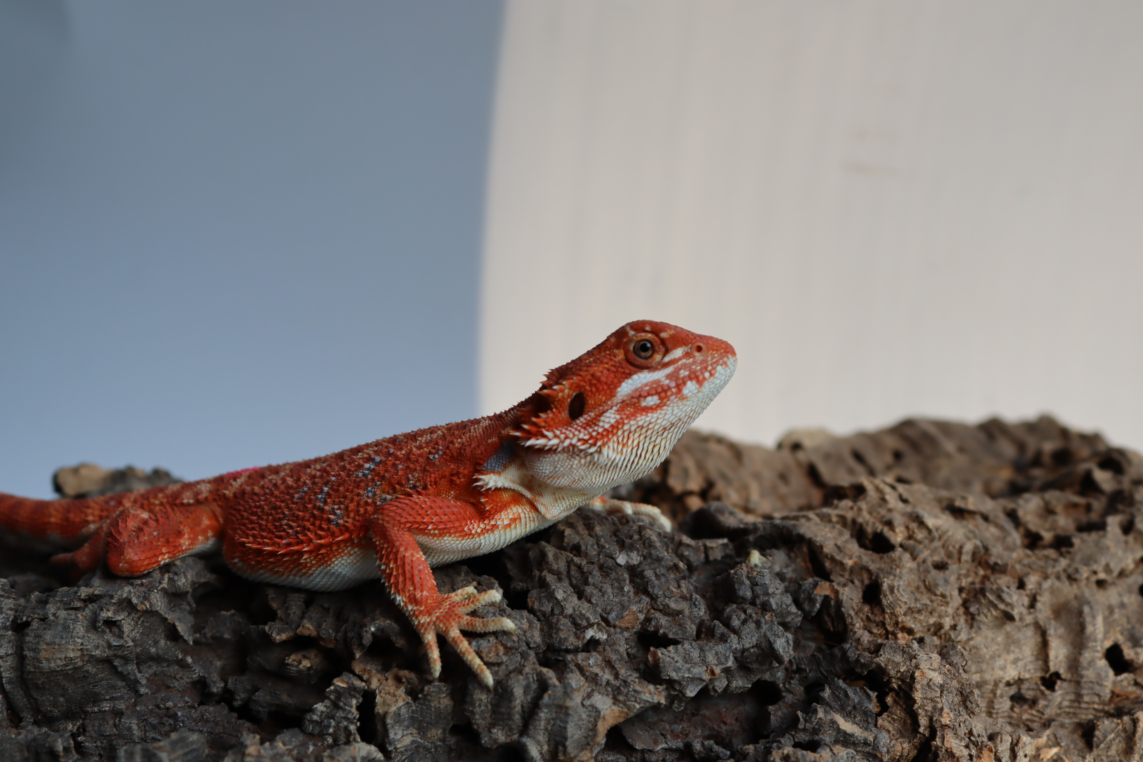 1. Female Hypo Het Trans Red Monster/Belgium Red