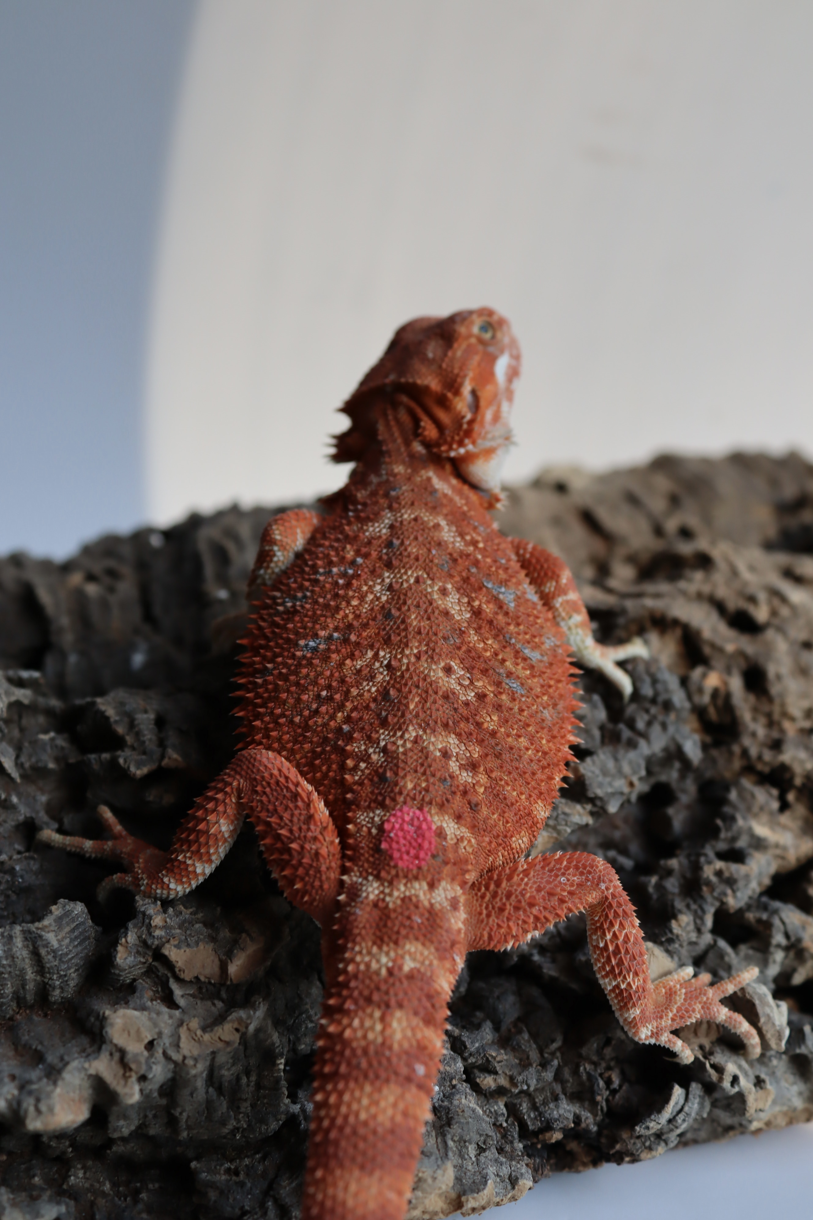 1. Female Hypo Het Trans Red Monster/Belgium Red