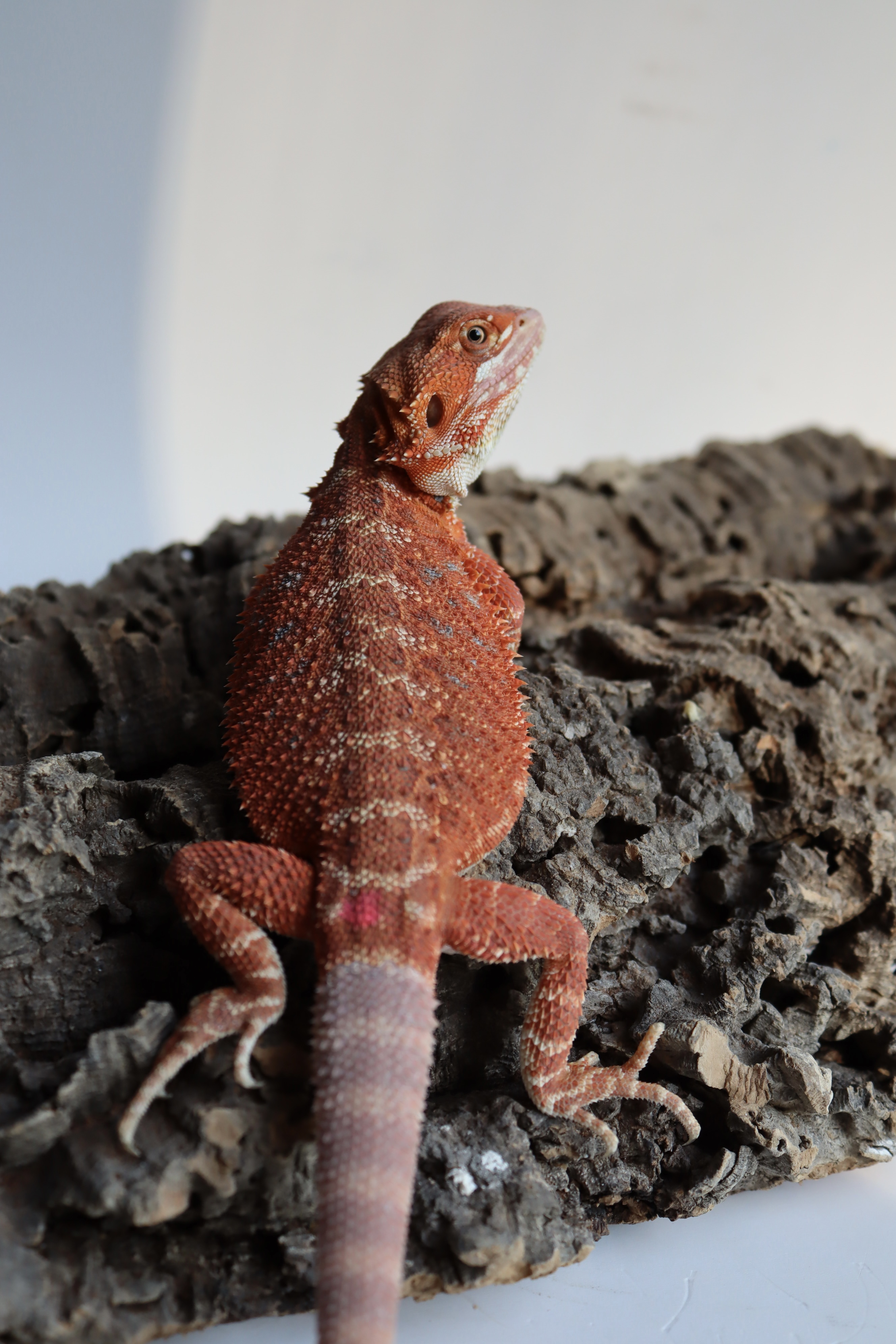7. Female Hypo Het Trans Red Monster/Belgium Red