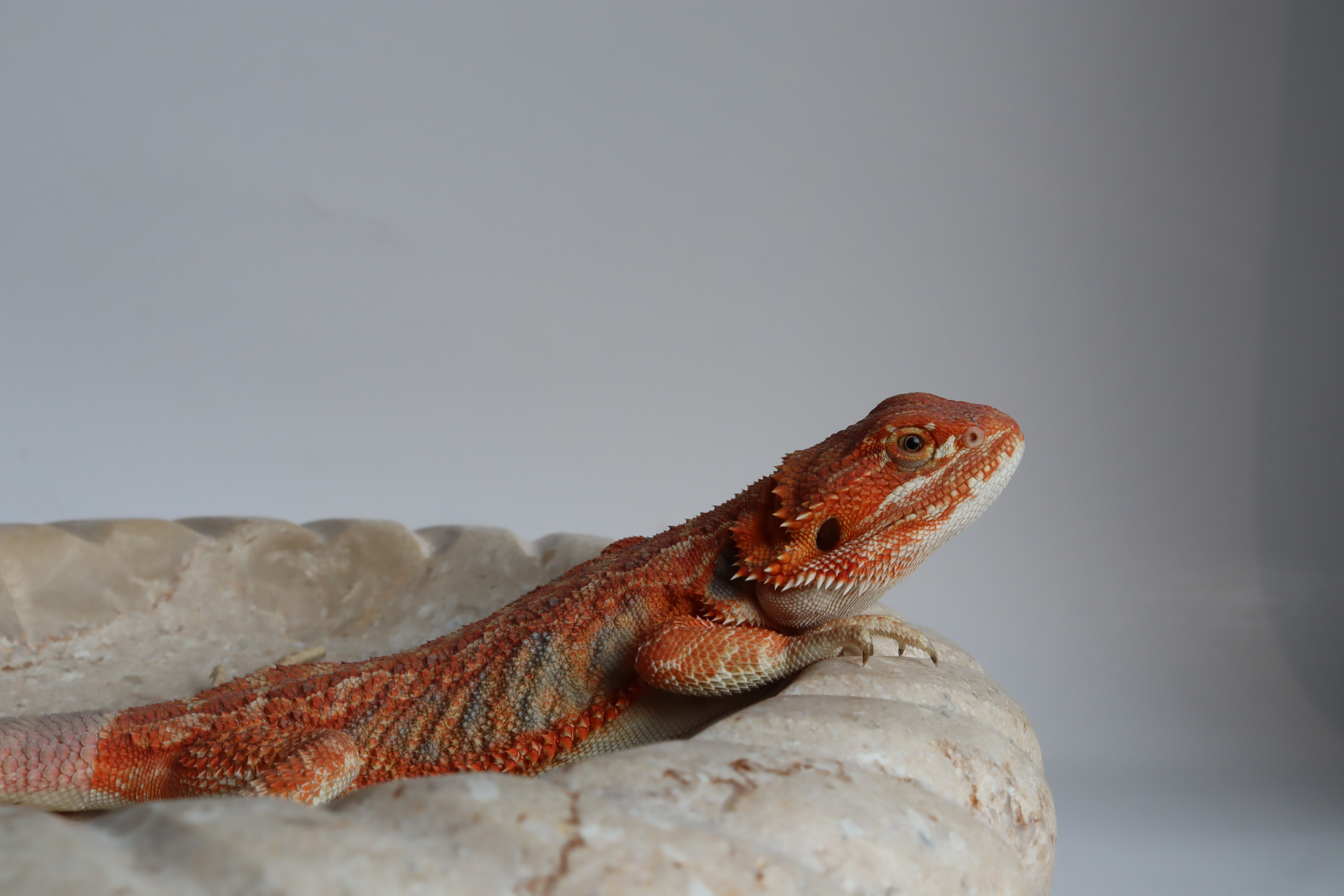 10. Male Hypo Het Trans Citrus/Belgium Red