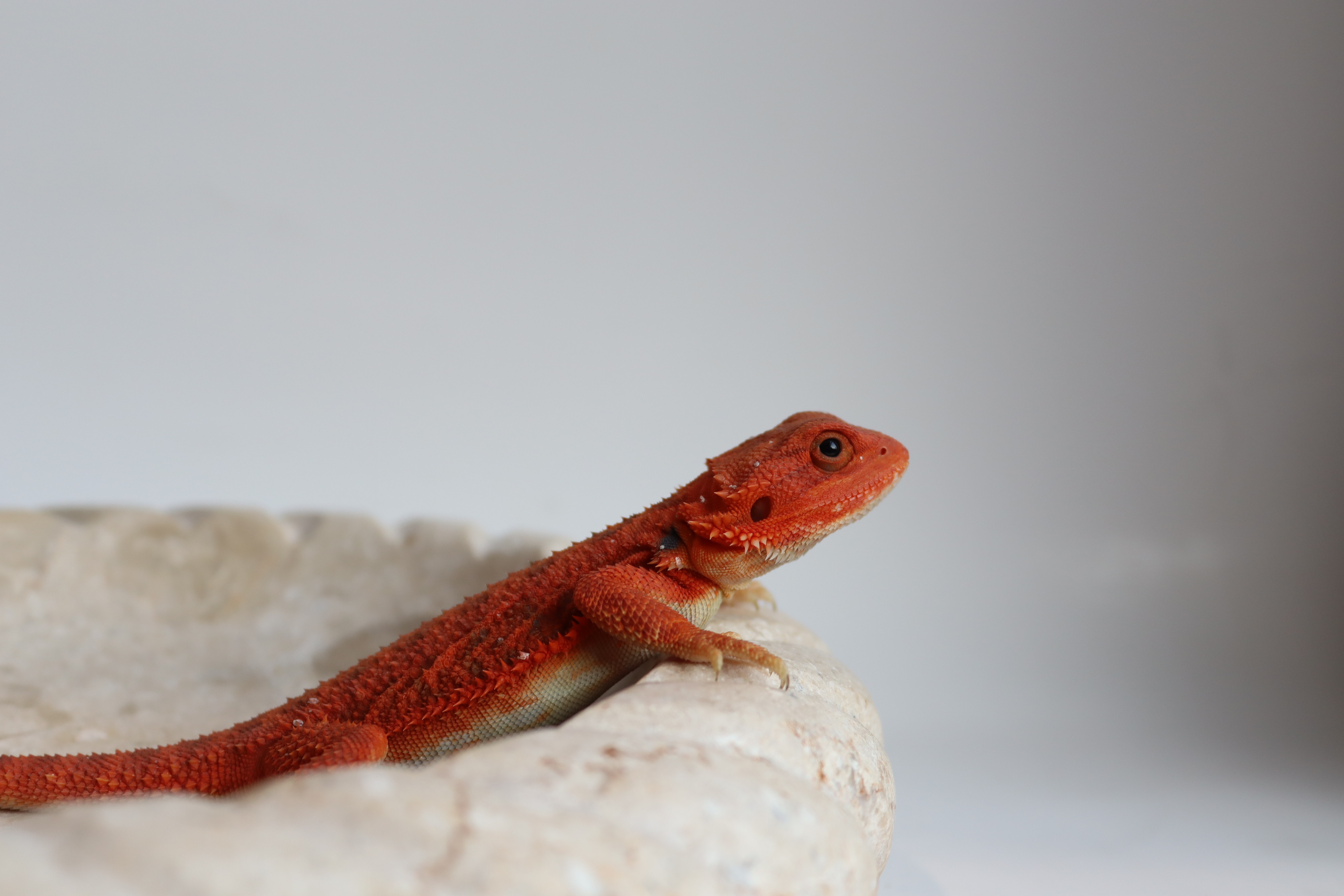 23. Probable Female Hypo Trans Red Monster/Belgium Red