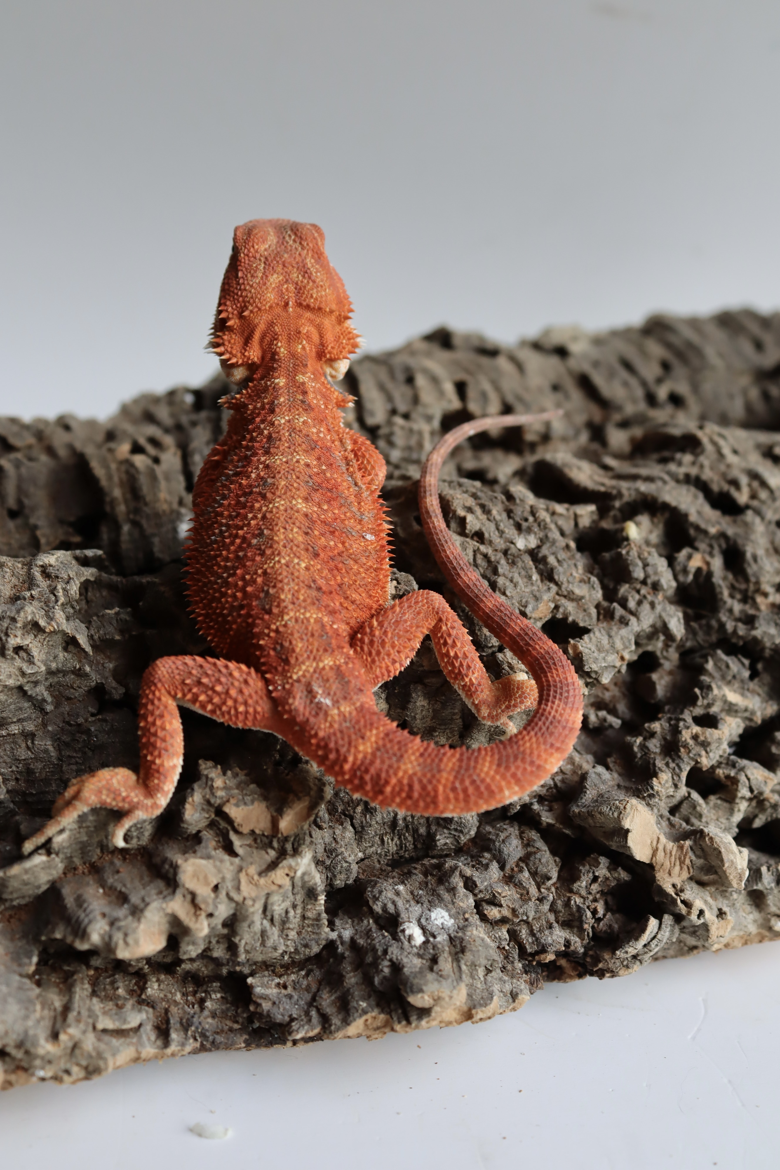 9. Male Hypo Het Trans Red Monster