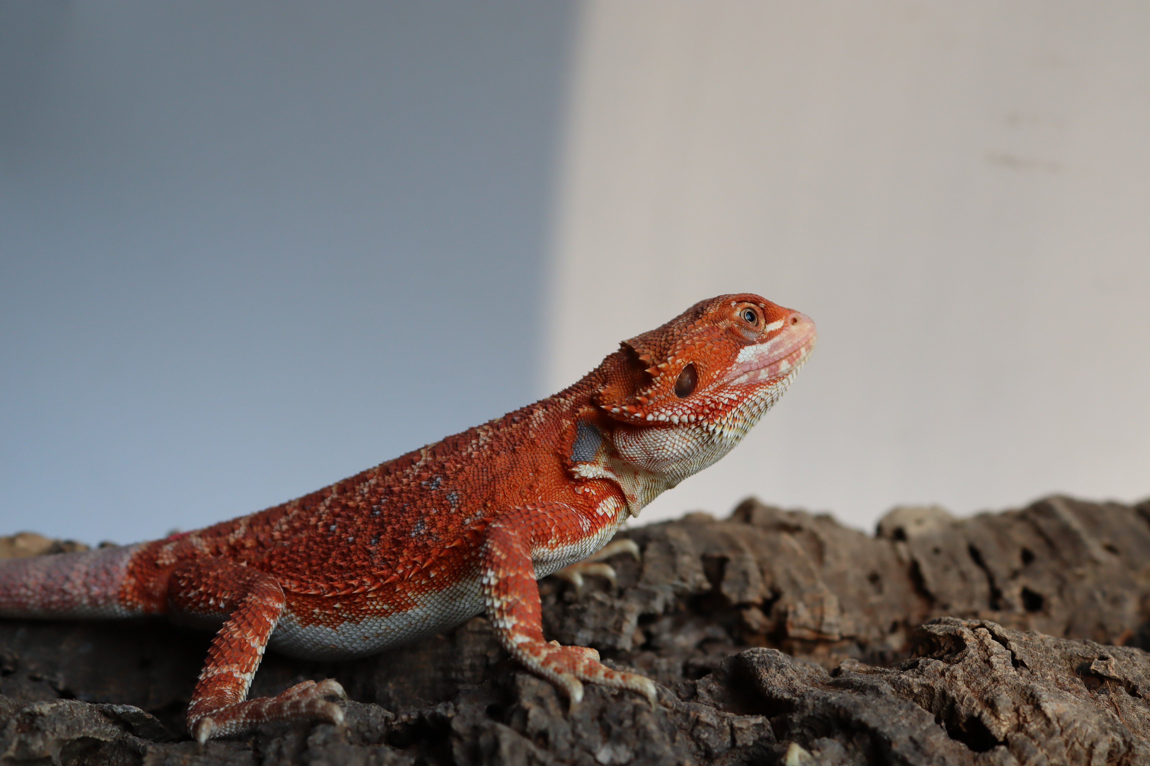 7. Female Hypo Het Trans Red Monster/Belgium Red