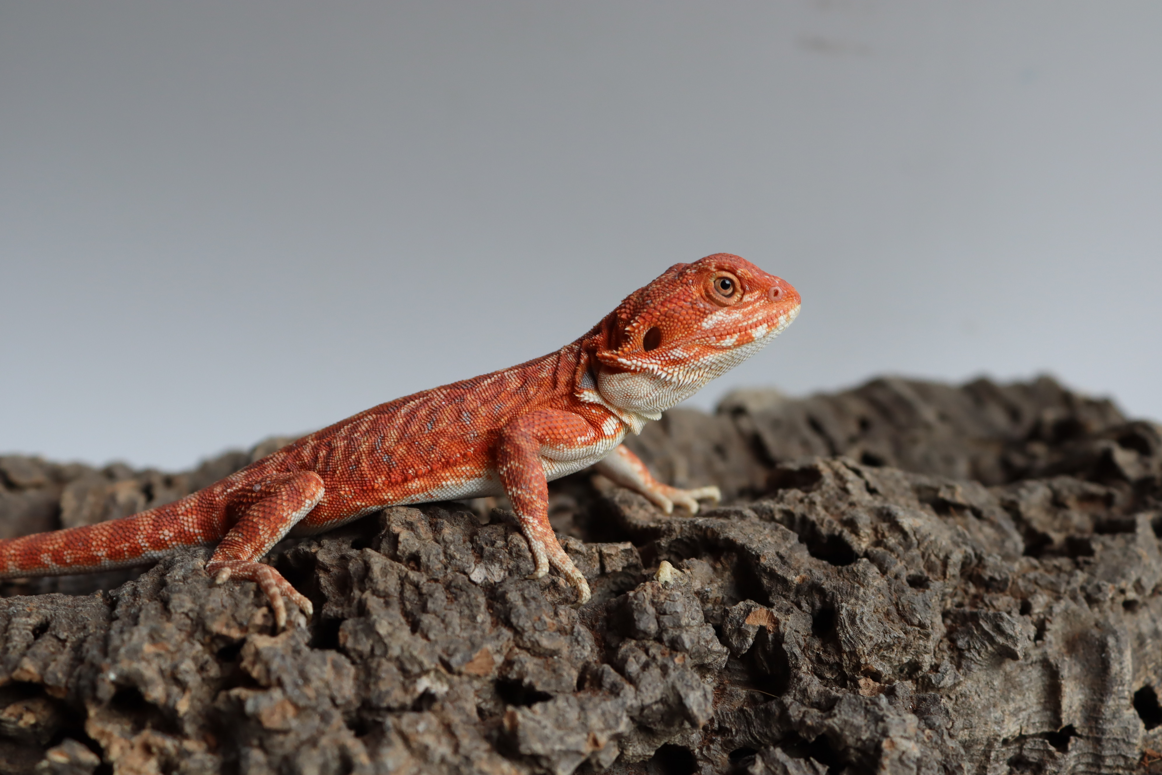 6. Male Hypo Het Trans Leatherback Red Monster