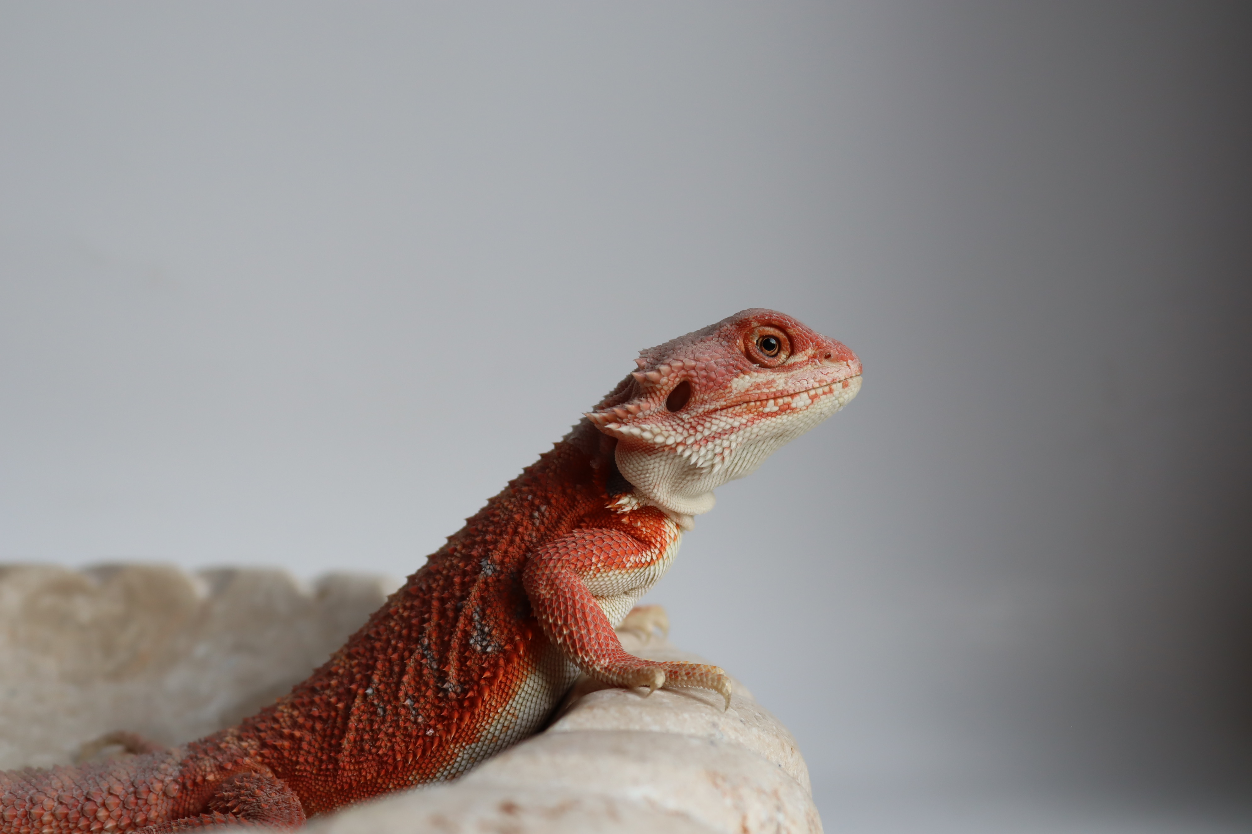 19. Male Hypo Het Trans Red Monster/Belgium Red