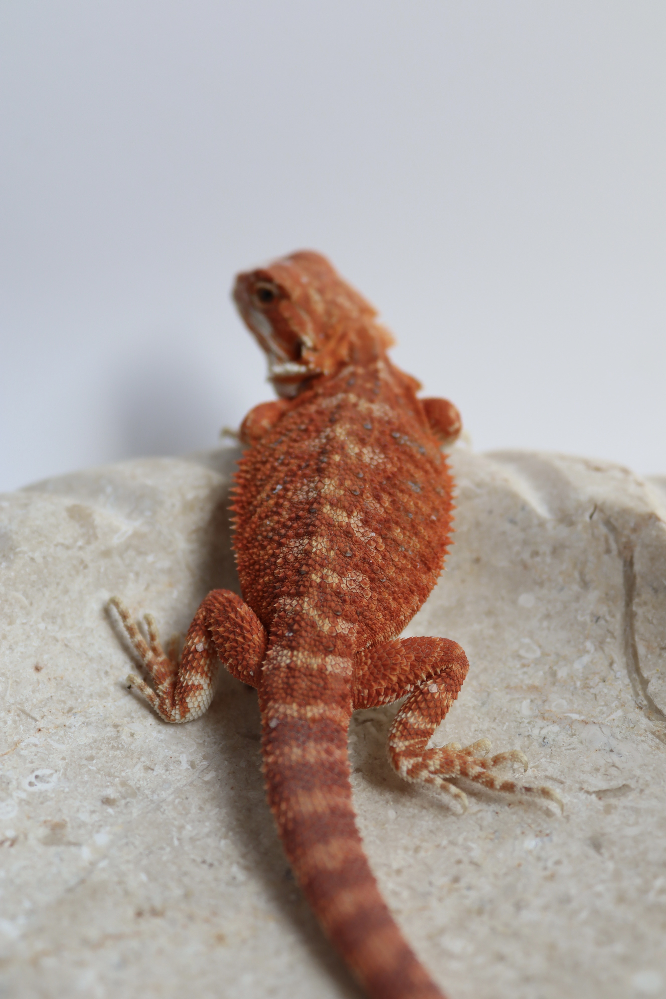 28. Female Hypo Het Trans Red Monster