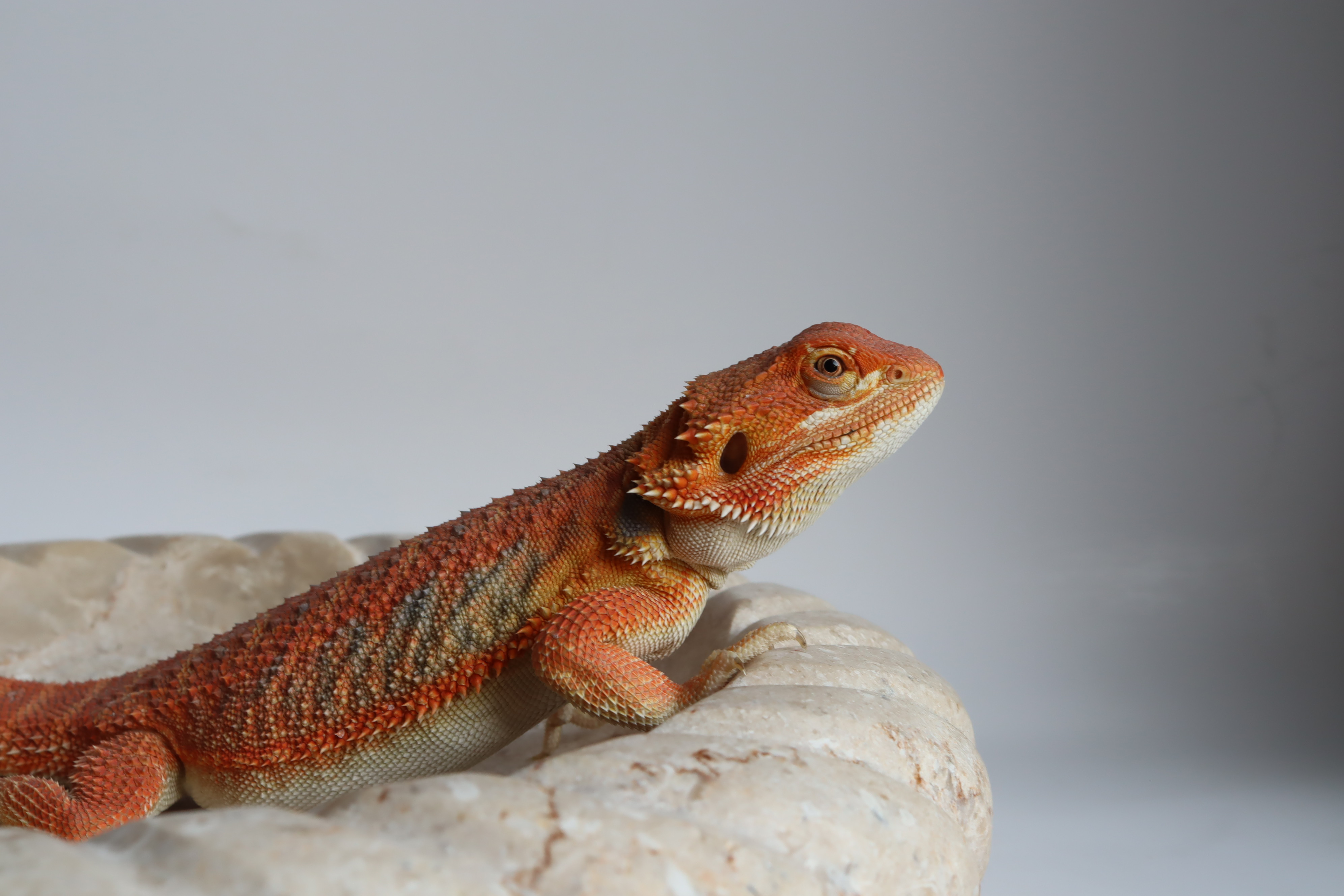 11. Male Hypo Het Trans Citrus/Belgium Red