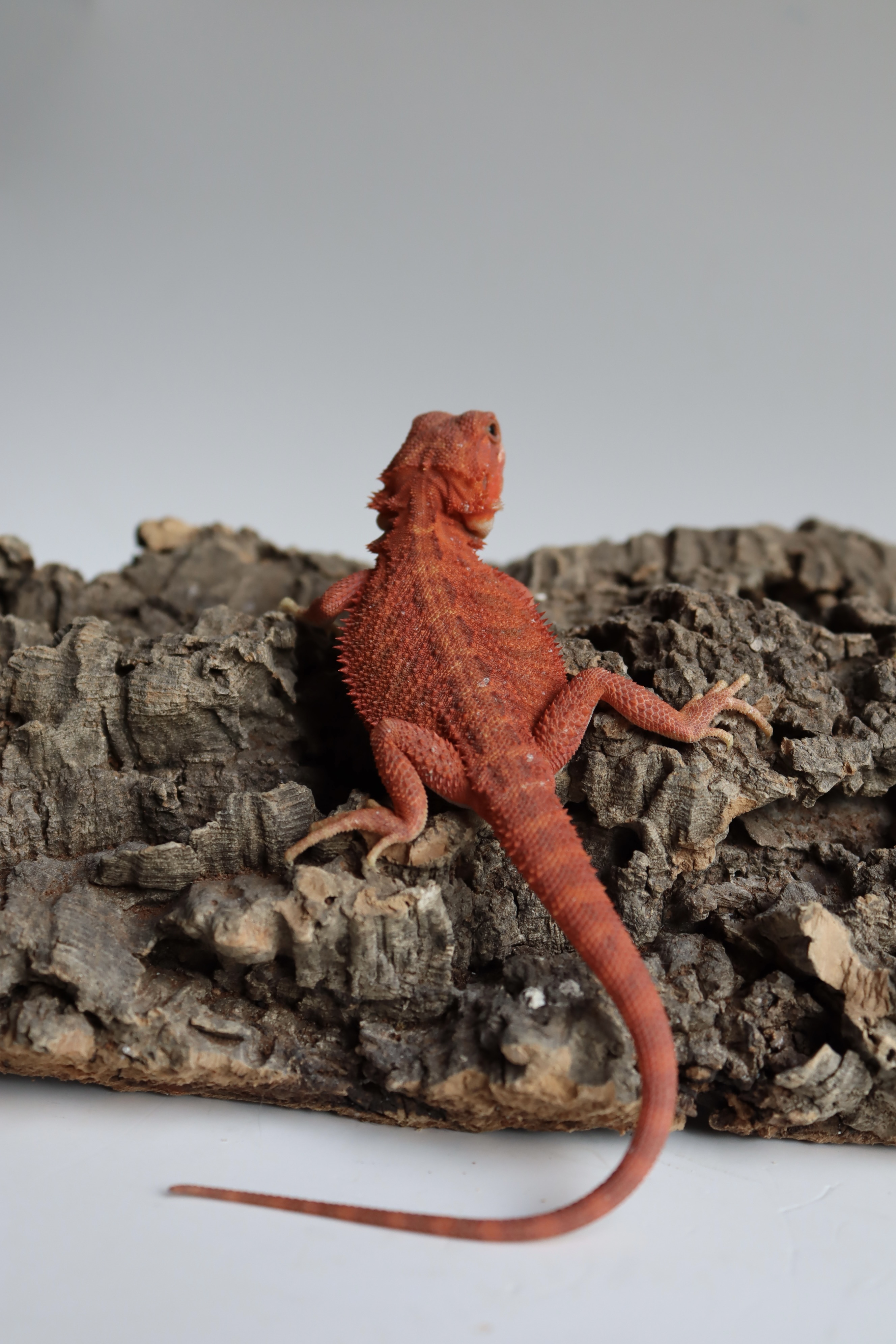 4. Female Hypo Trans Red Monster