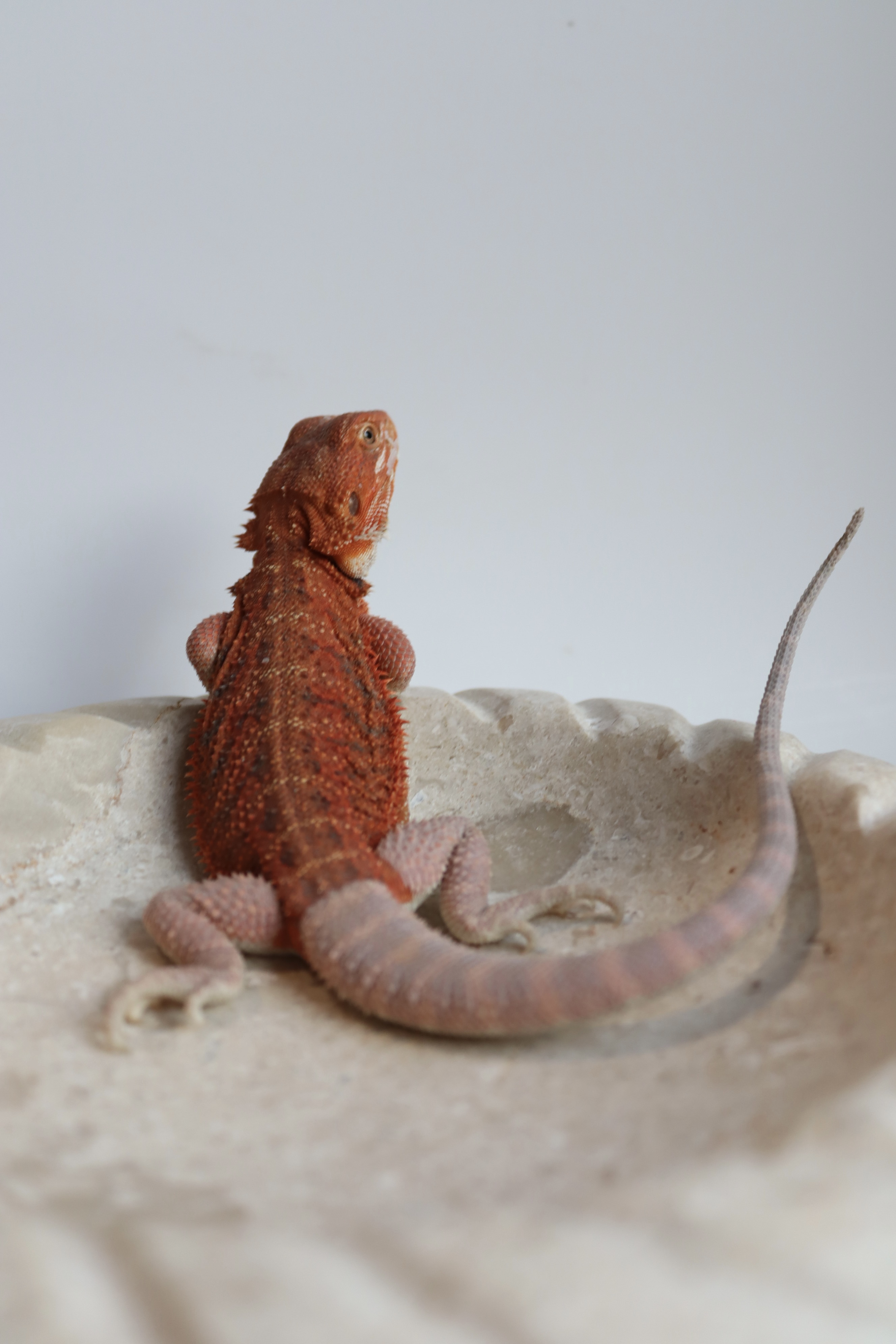 25. Male Hypo Het Trans Red Monster/Belgium Red
