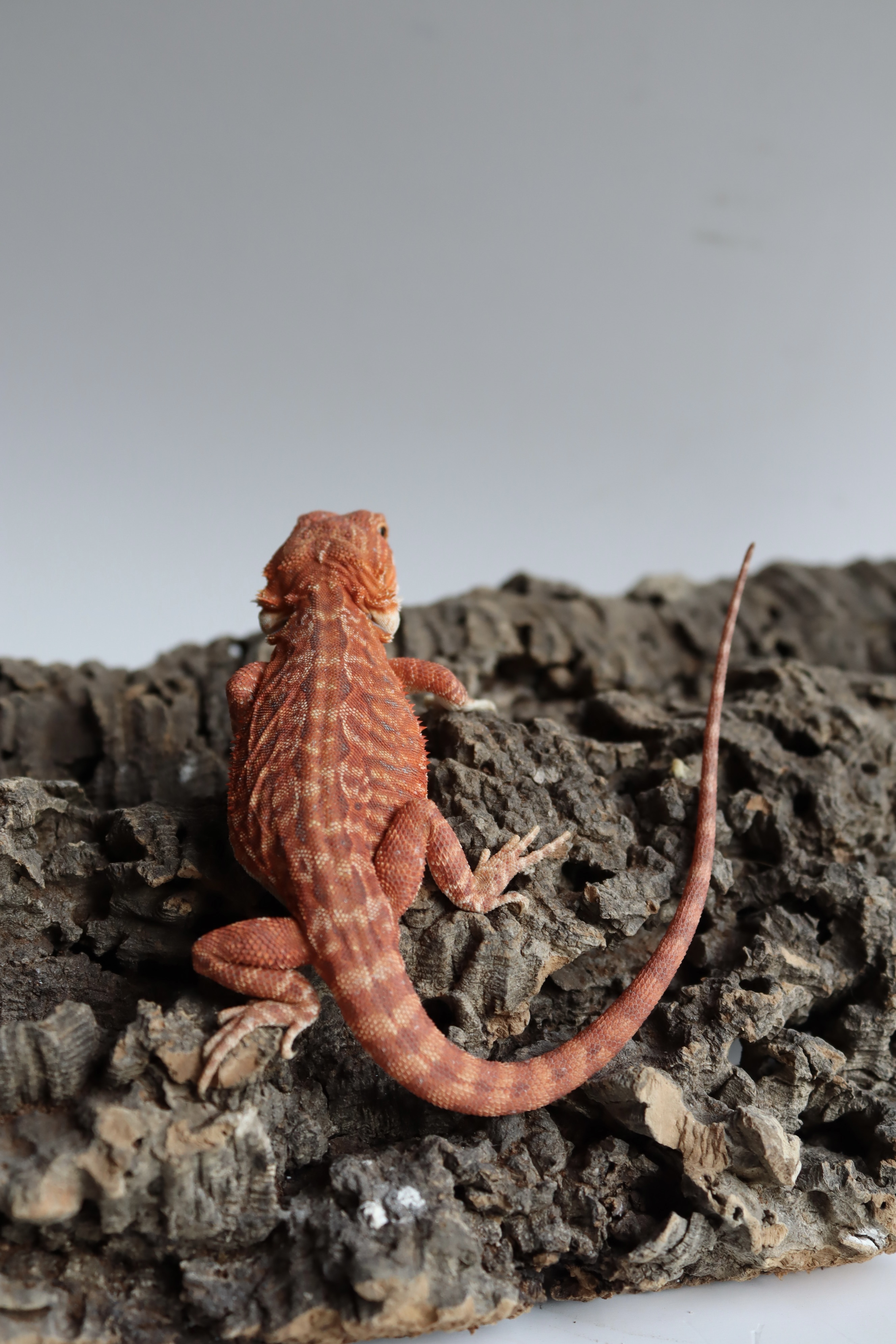 6. Male Hypo Het Trans Leatherback Red Monster