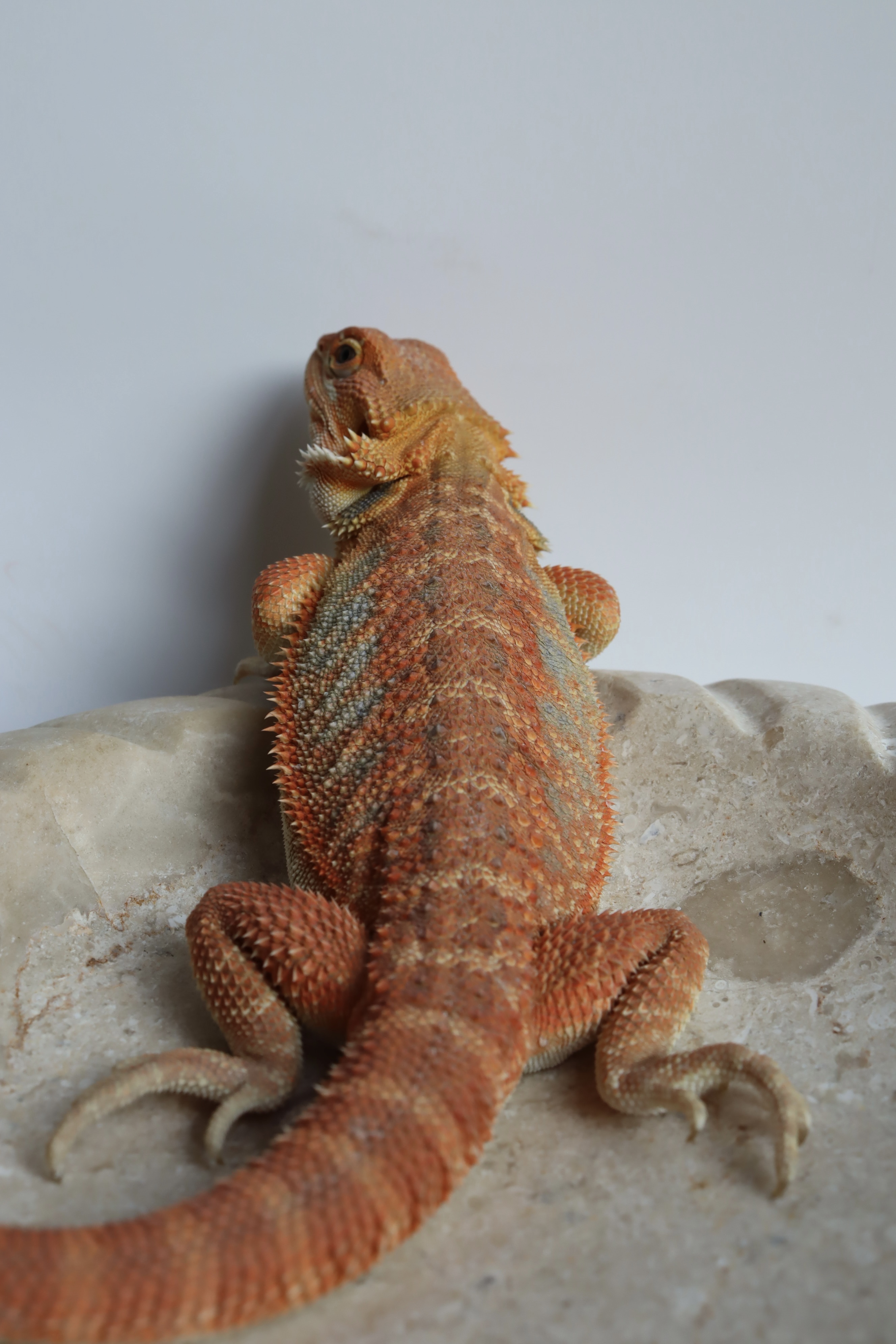 11. Male Hypo Het Trans Citrus/Belgium Red