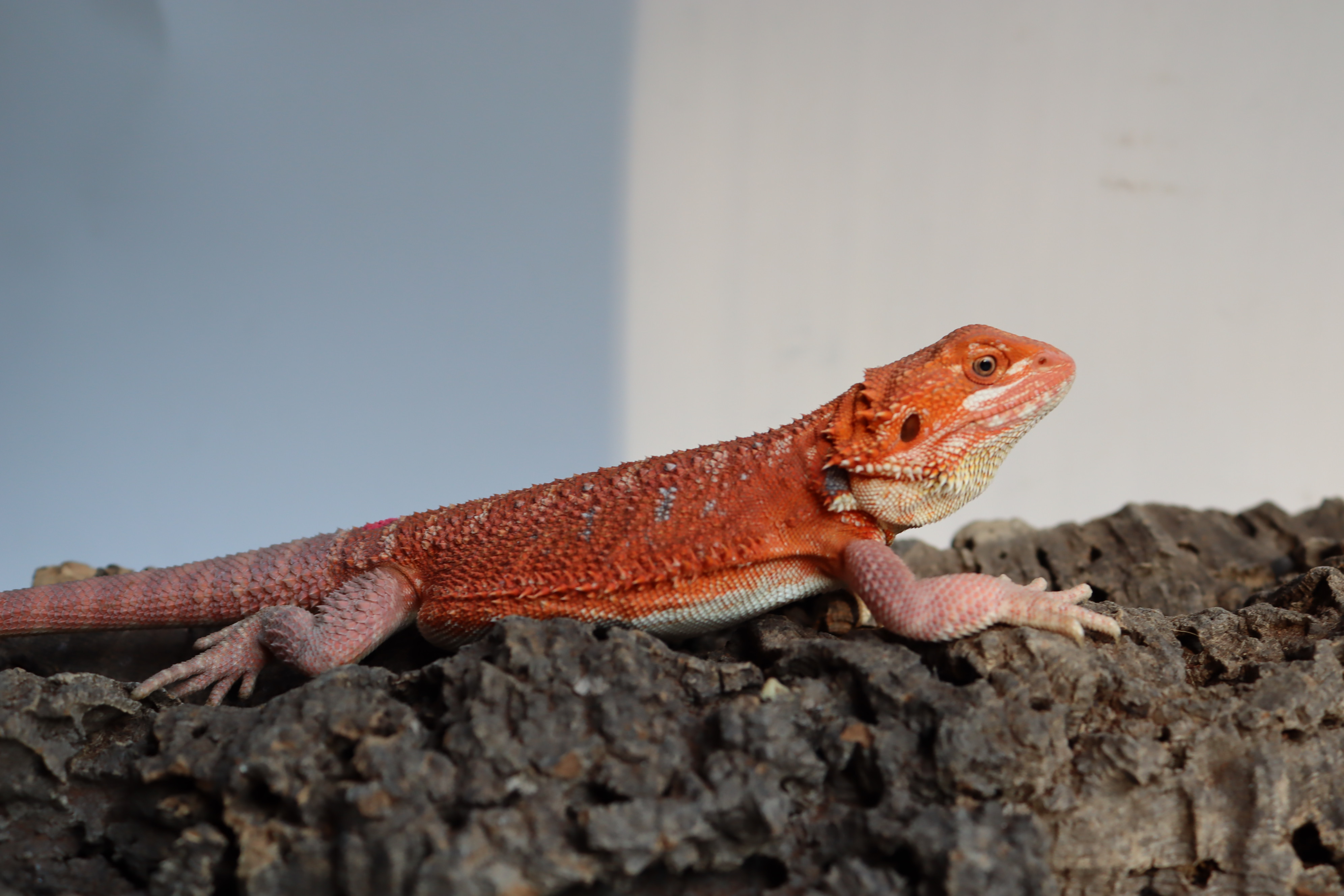 3. Female Hypo Het Trans Red Monster/Belgium Red