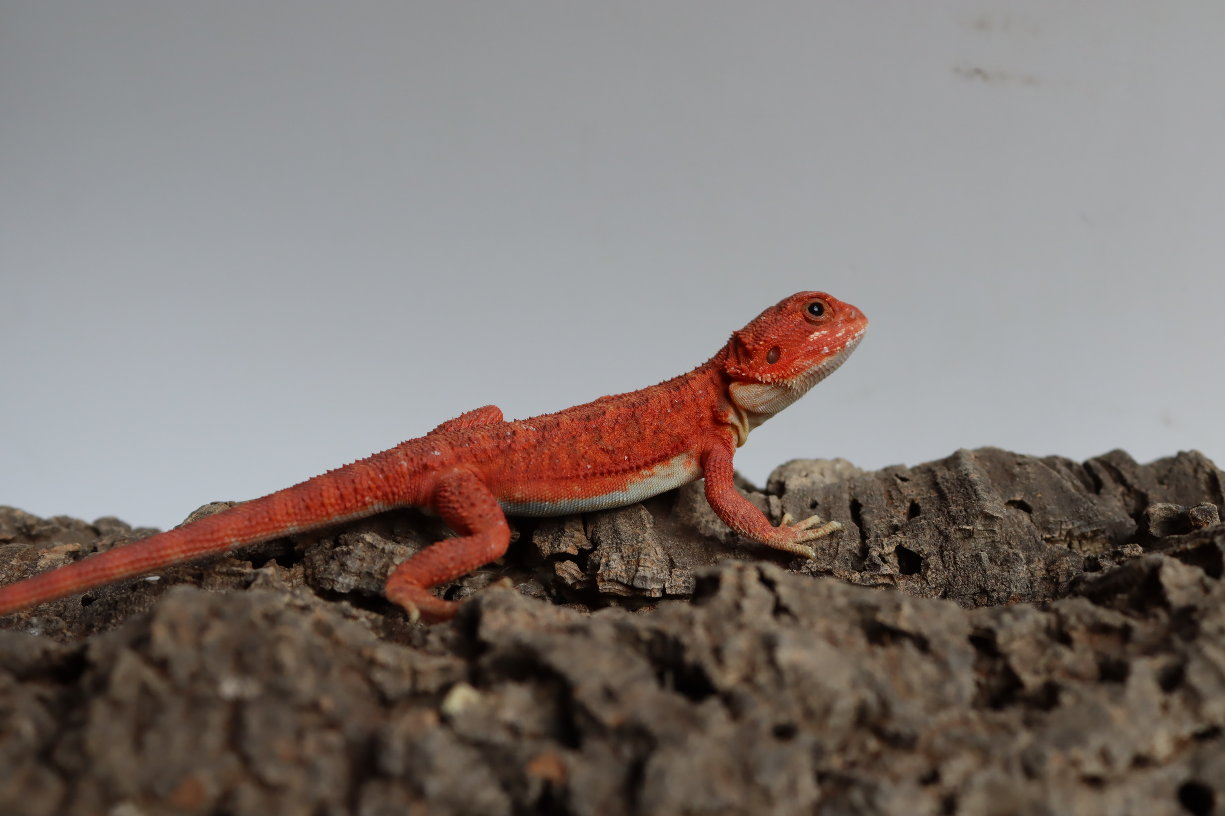 4. Female Hypo Trans Red Monster