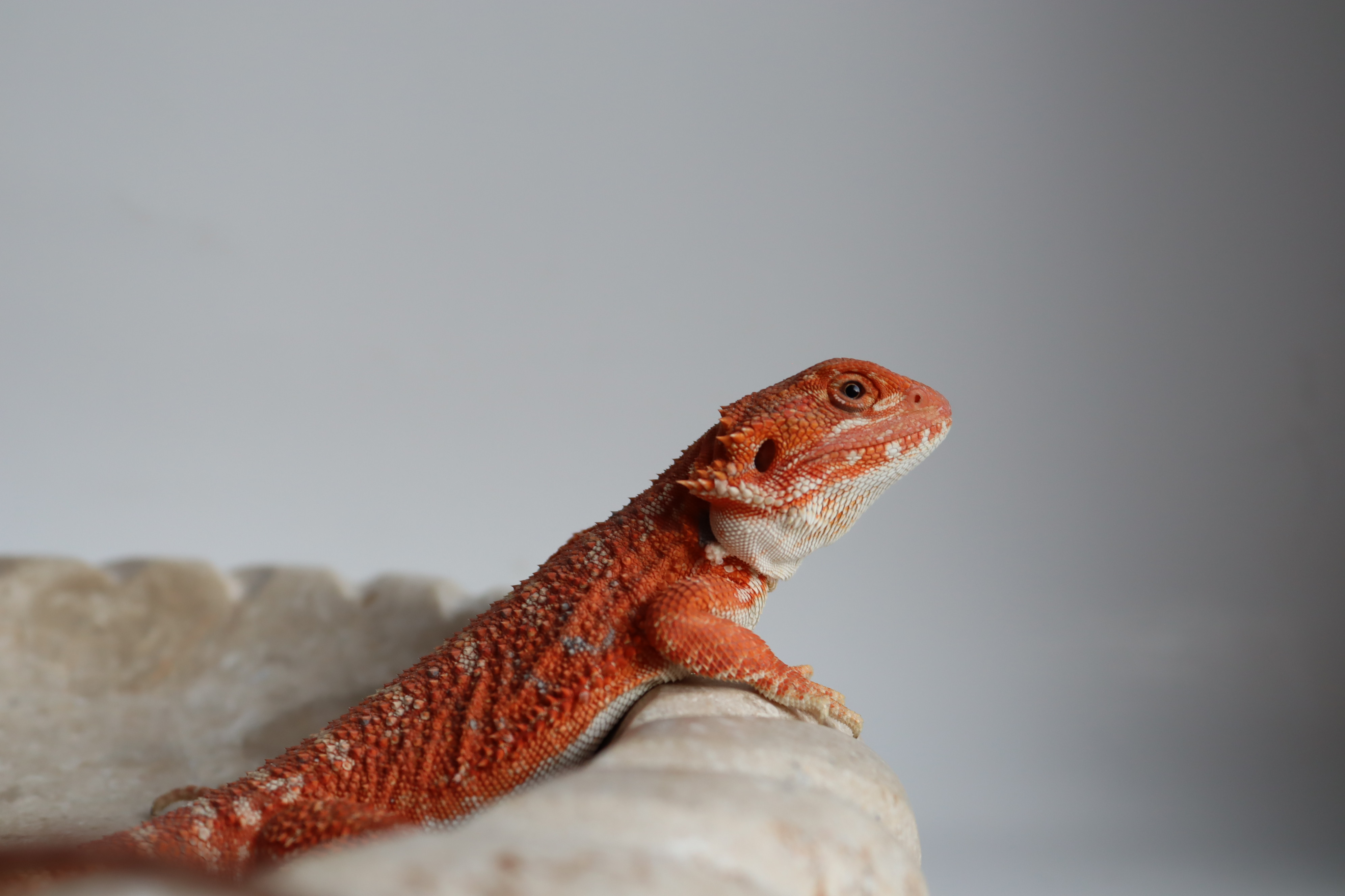 20. Male Hypo Het Trans Red Monster/Belgium Red