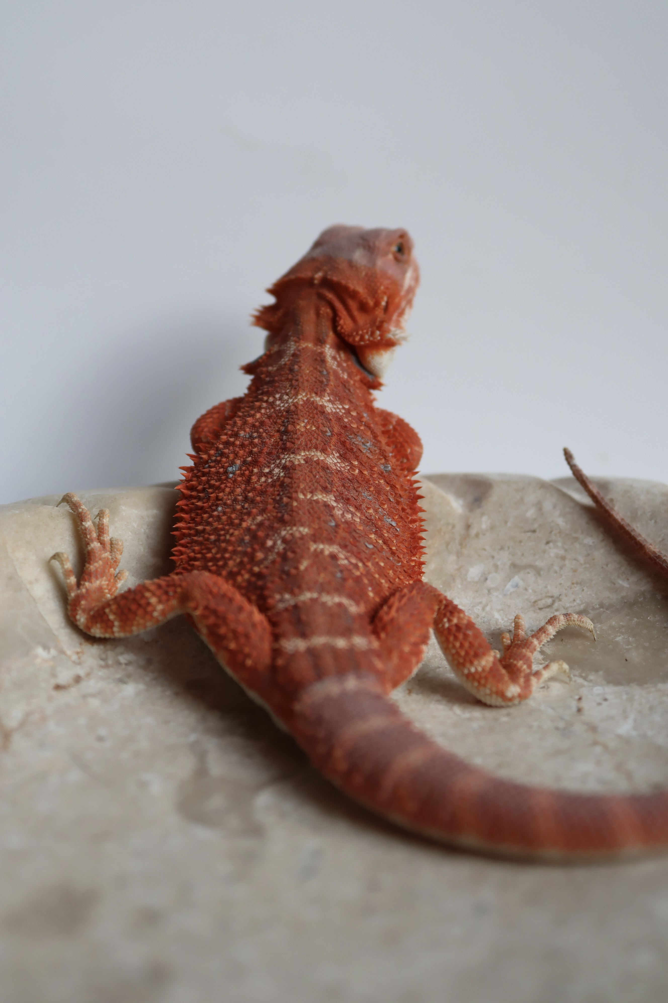 14. Male Hypo Het Trans Citrus/Belgium Red