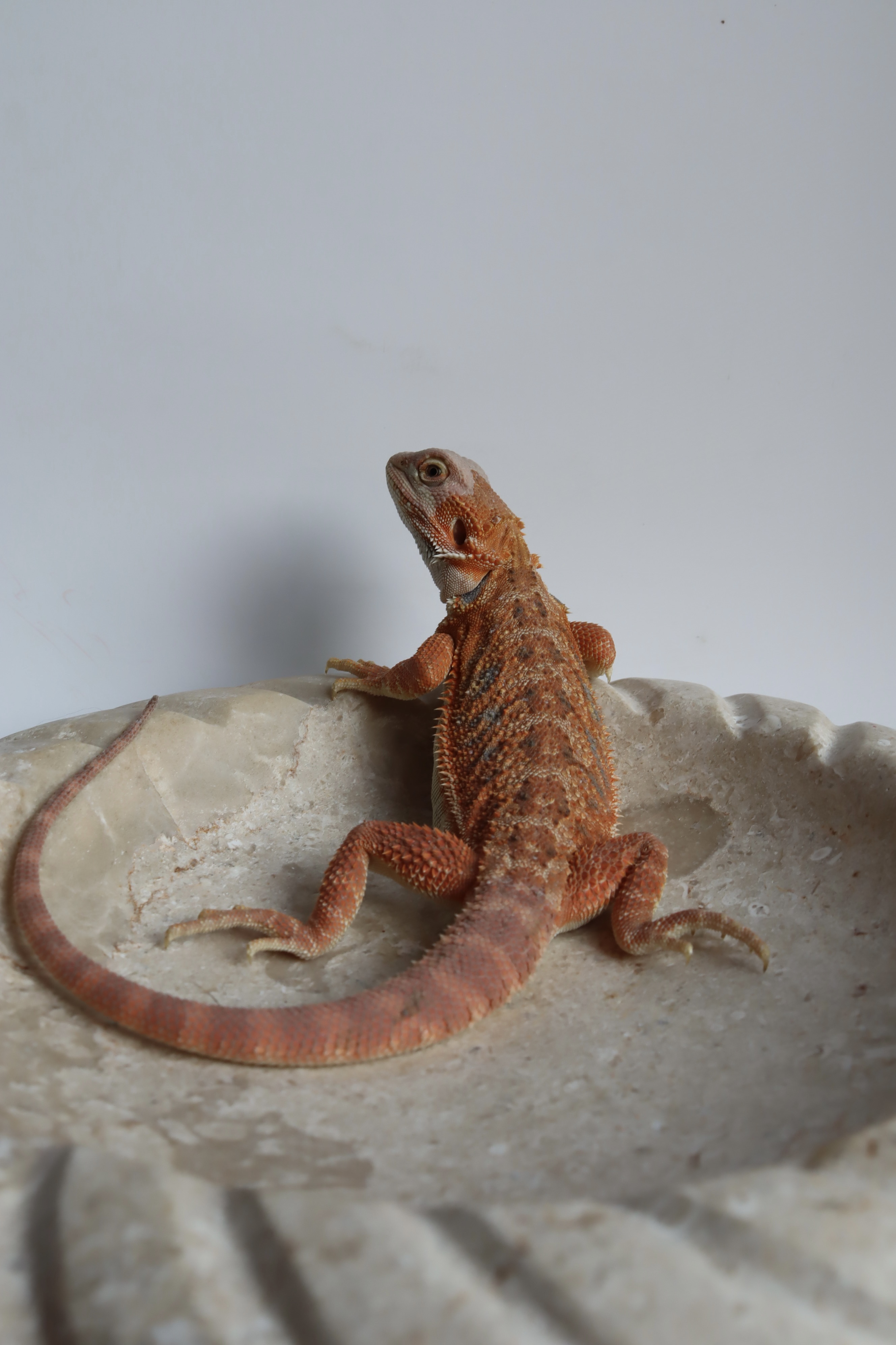 12. Male Hypo Het Trans Citrus/Belgium Red