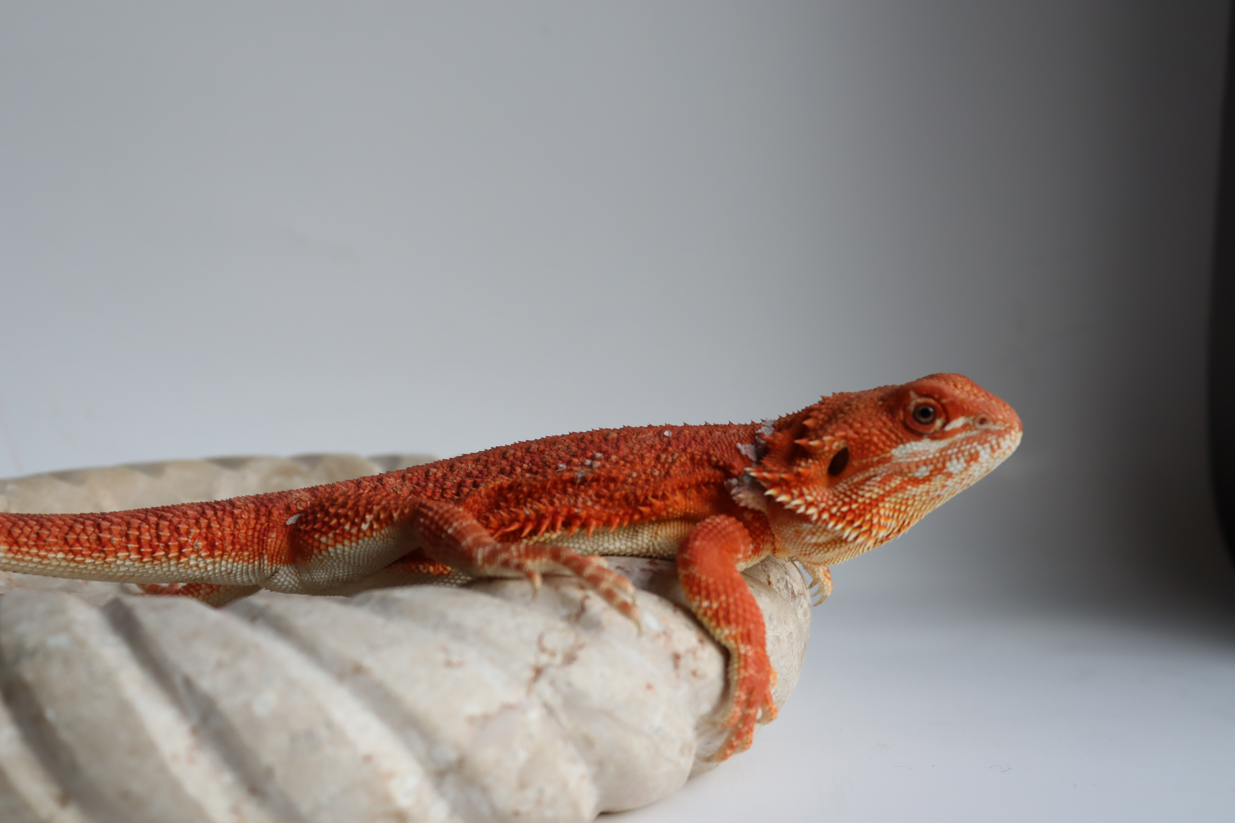 22. Male Hypo Het Trans Red Monster/Belgium Red