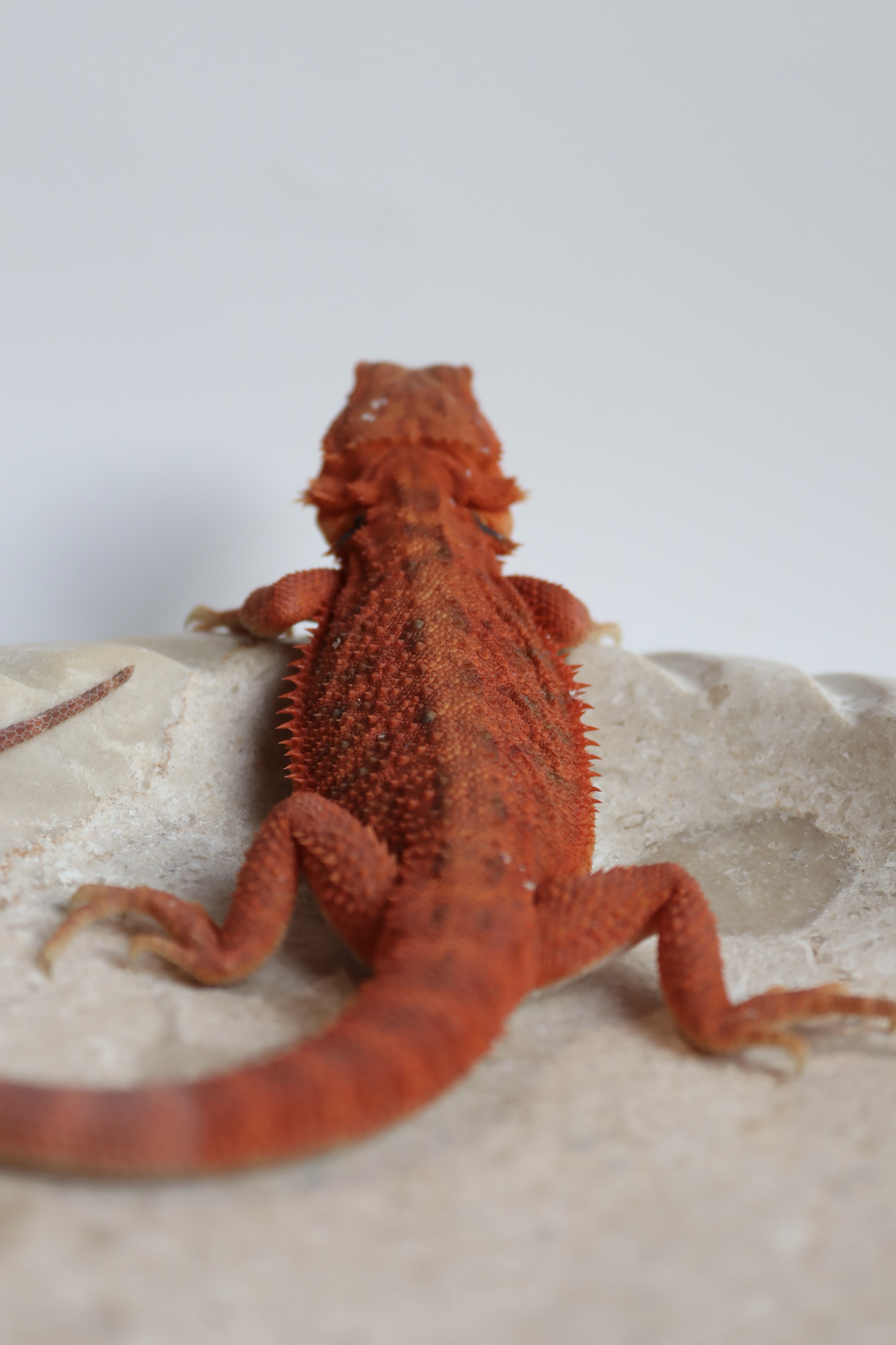 23. Probable Female Hypo Trans Red Monster/Belgium Red
