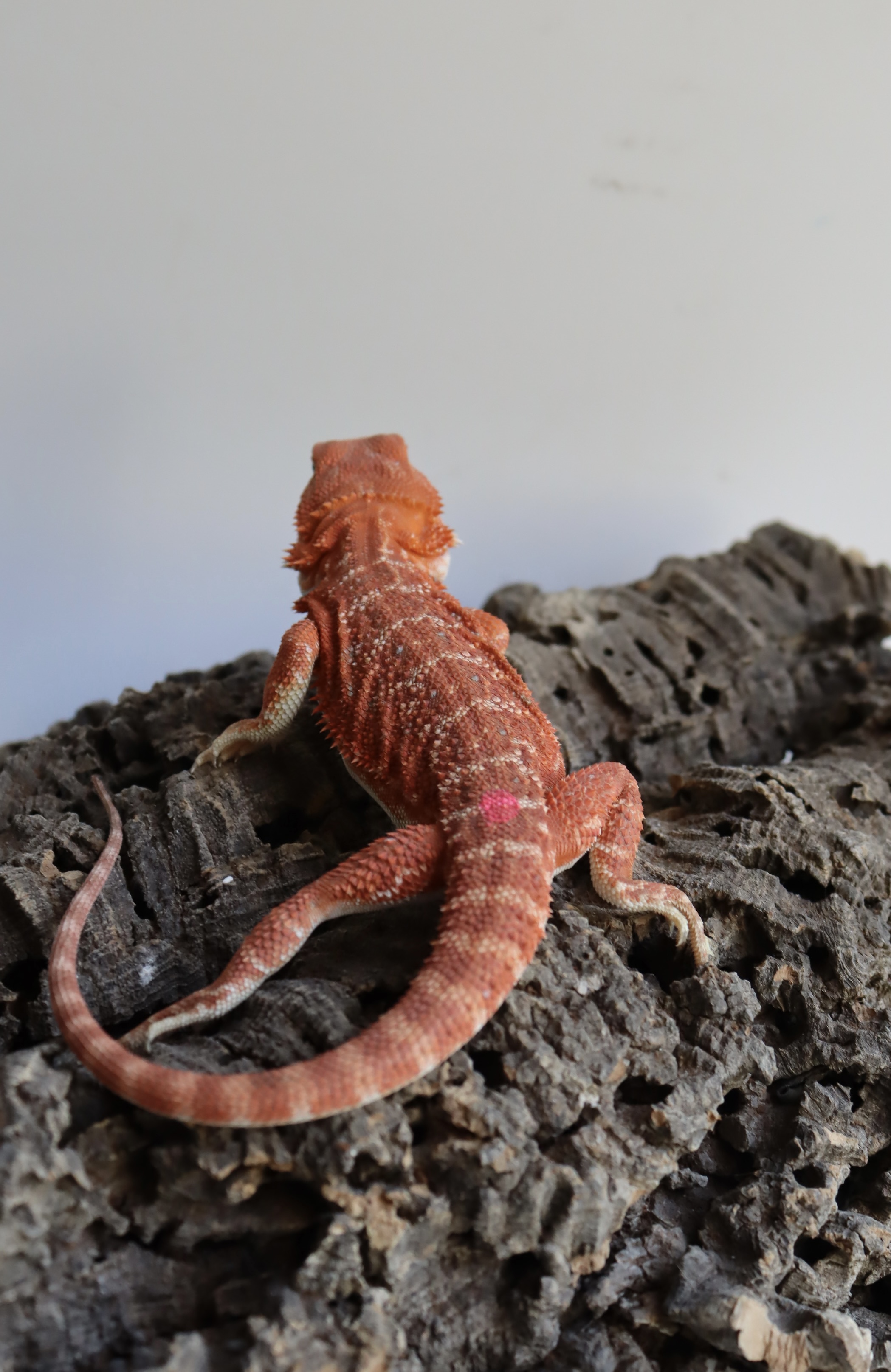 29. Male Hypo Het Trans Red Monster/Belgium Red