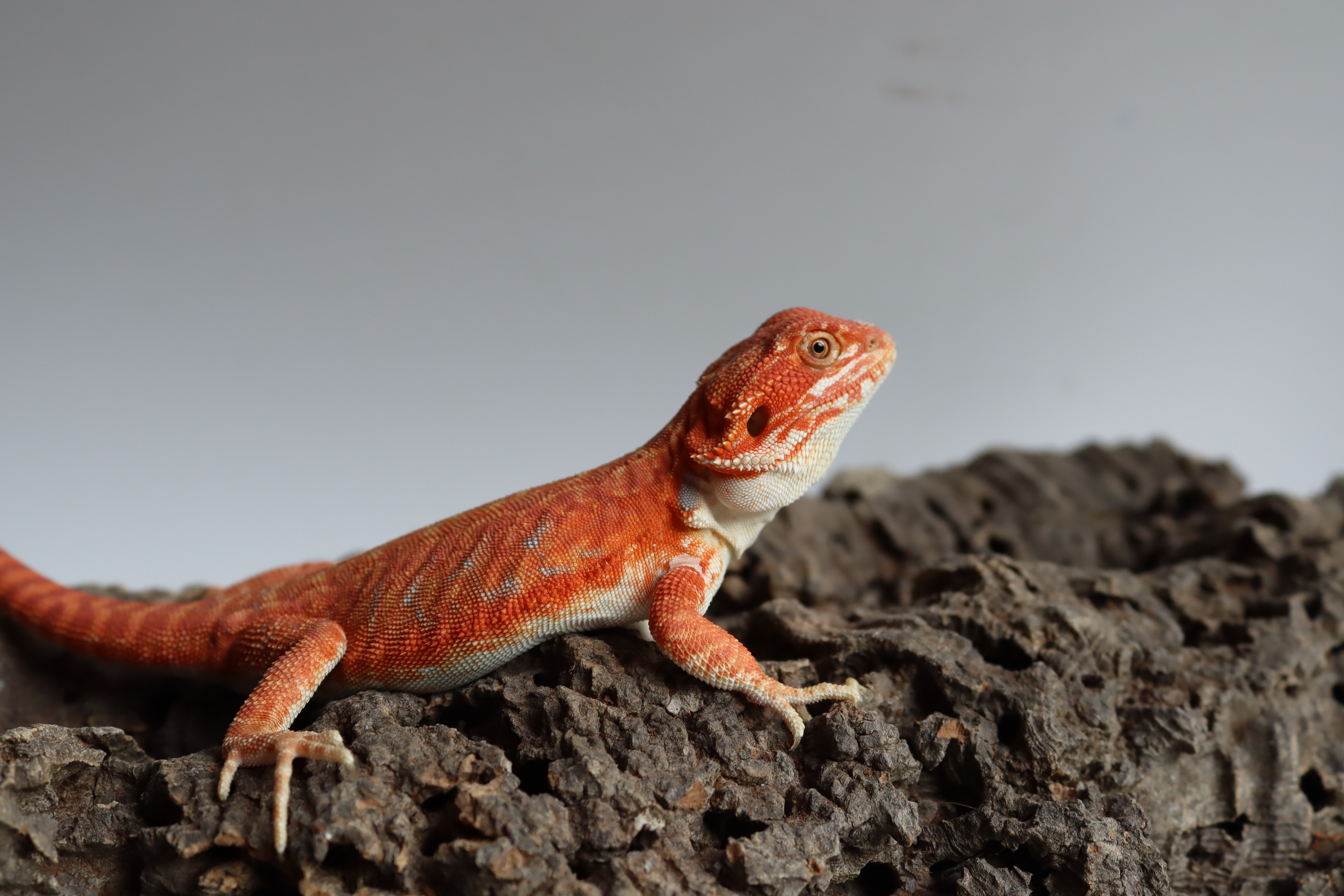 8. Male Hypo Het Trans Leatherback Red Monster