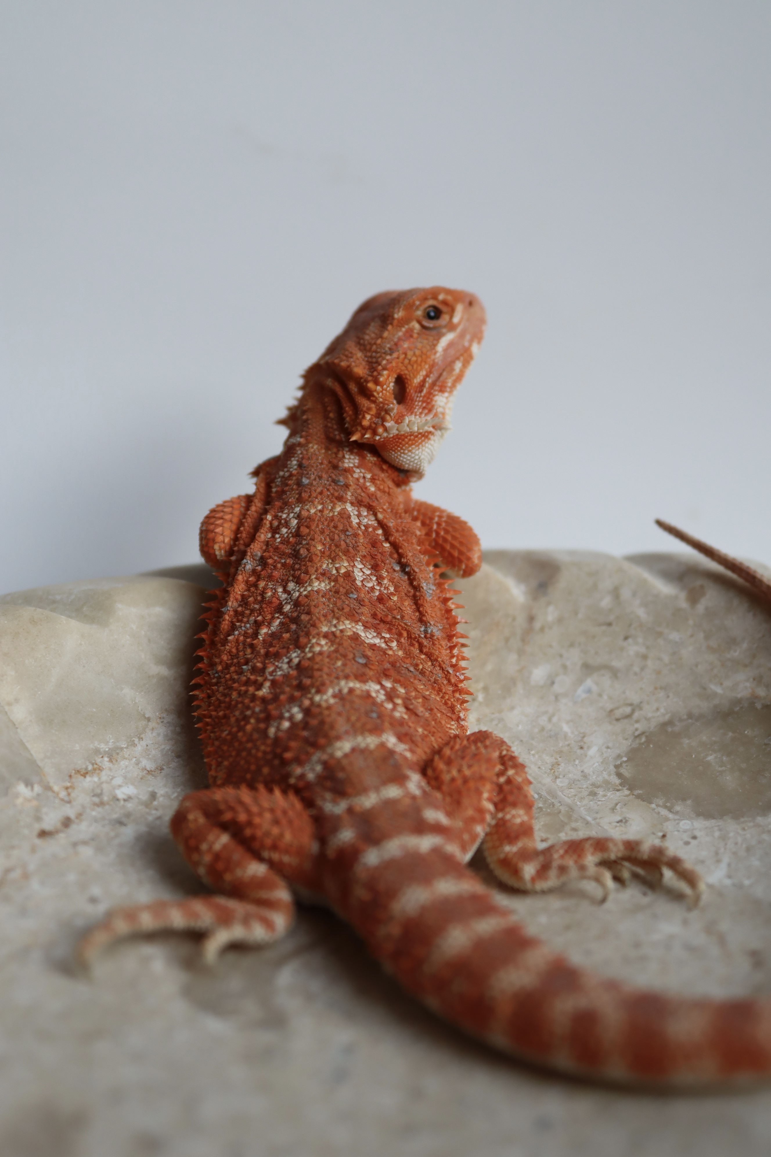 20. Male Hypo Het Trans Red Monster/Belgium Red