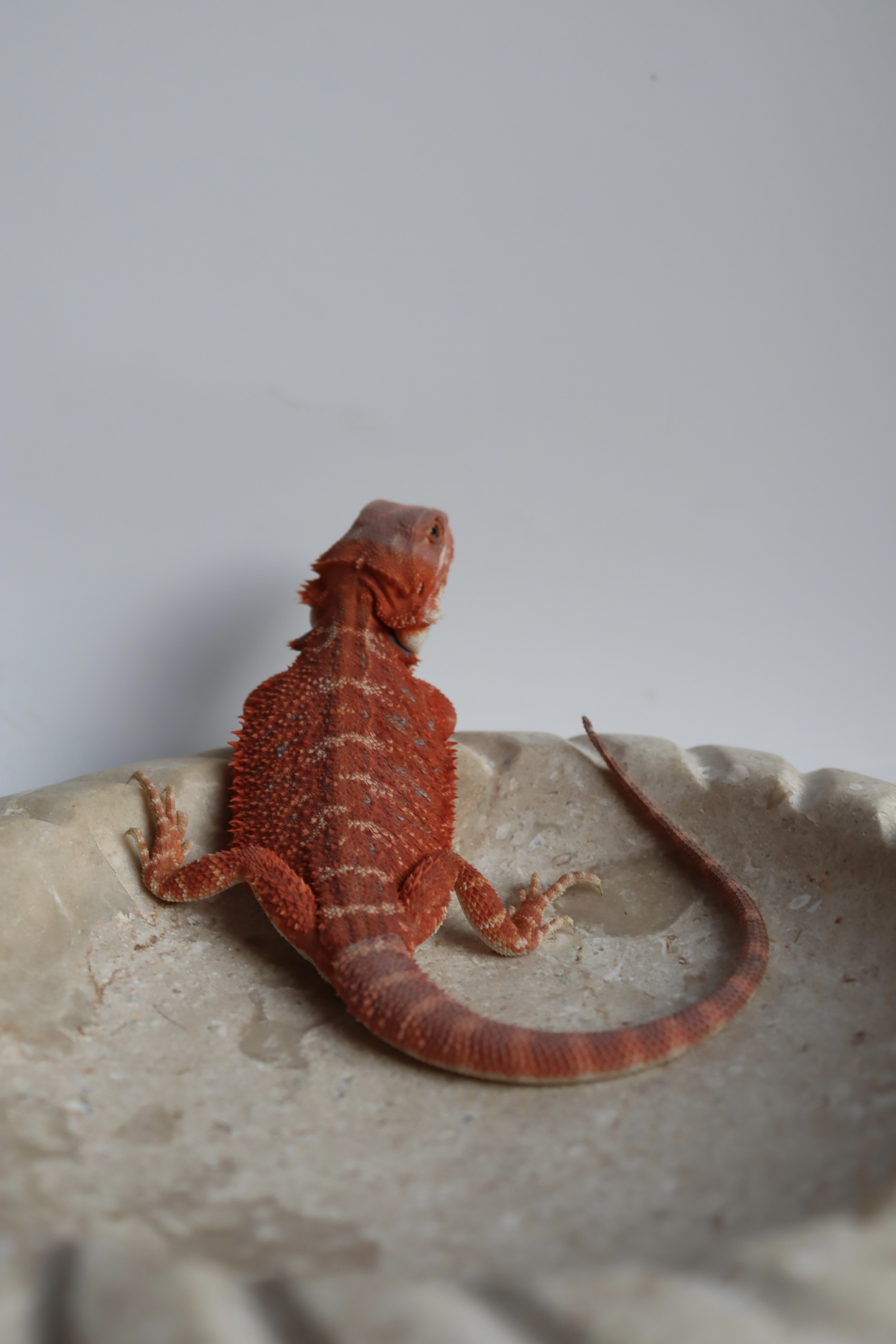 14. Male Hypo Het Trans Citrus/Belgium Red