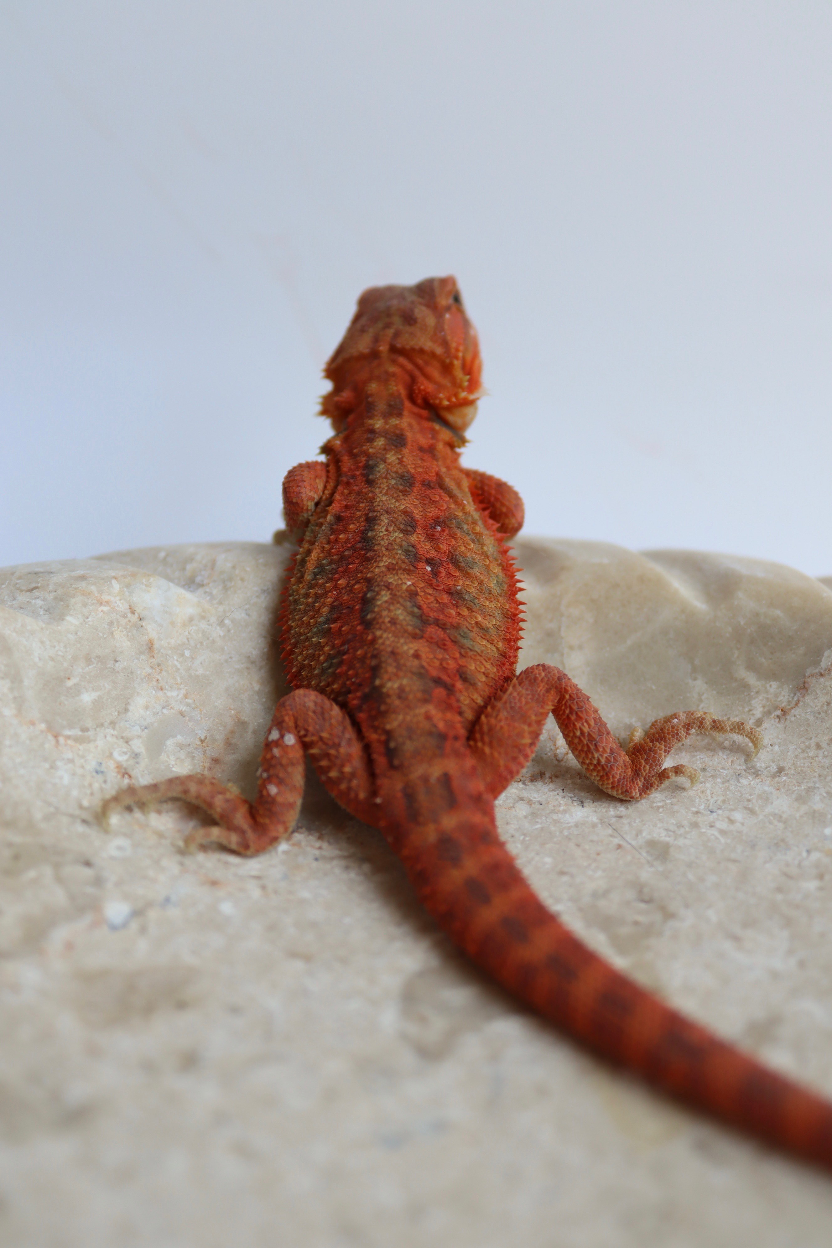 30. Male Hypo Trans Red Monster/Belgium Red