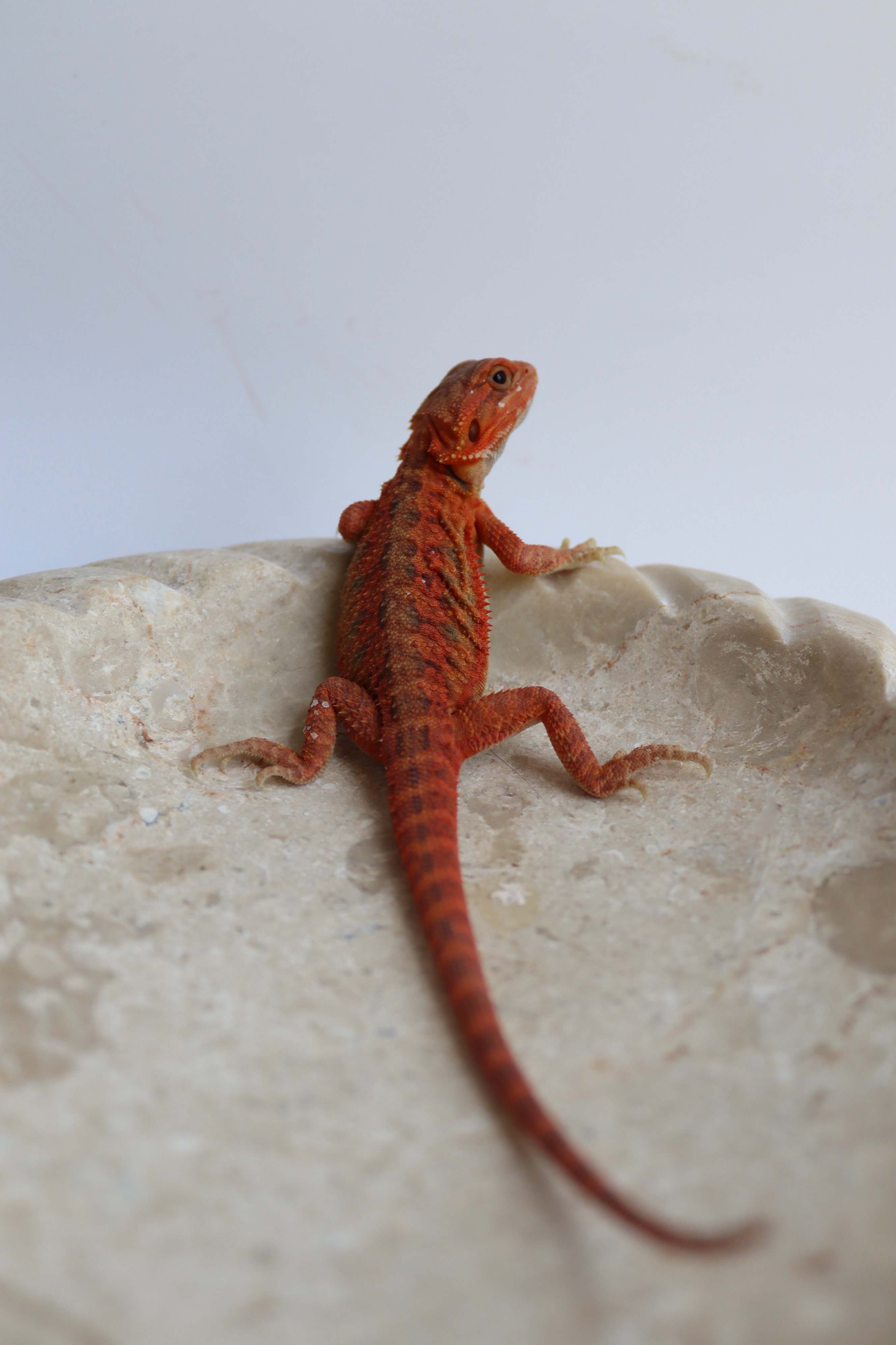 30. Male Hypo Trans Red Monster/Belgium Red